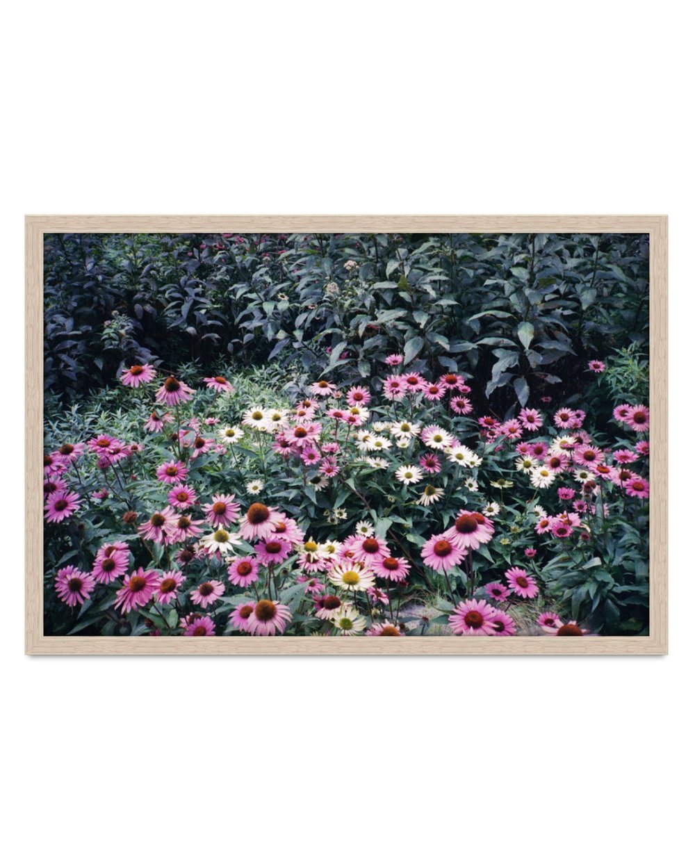Daisies+21.5+x+14.3+_JesseLizotte.jpeg