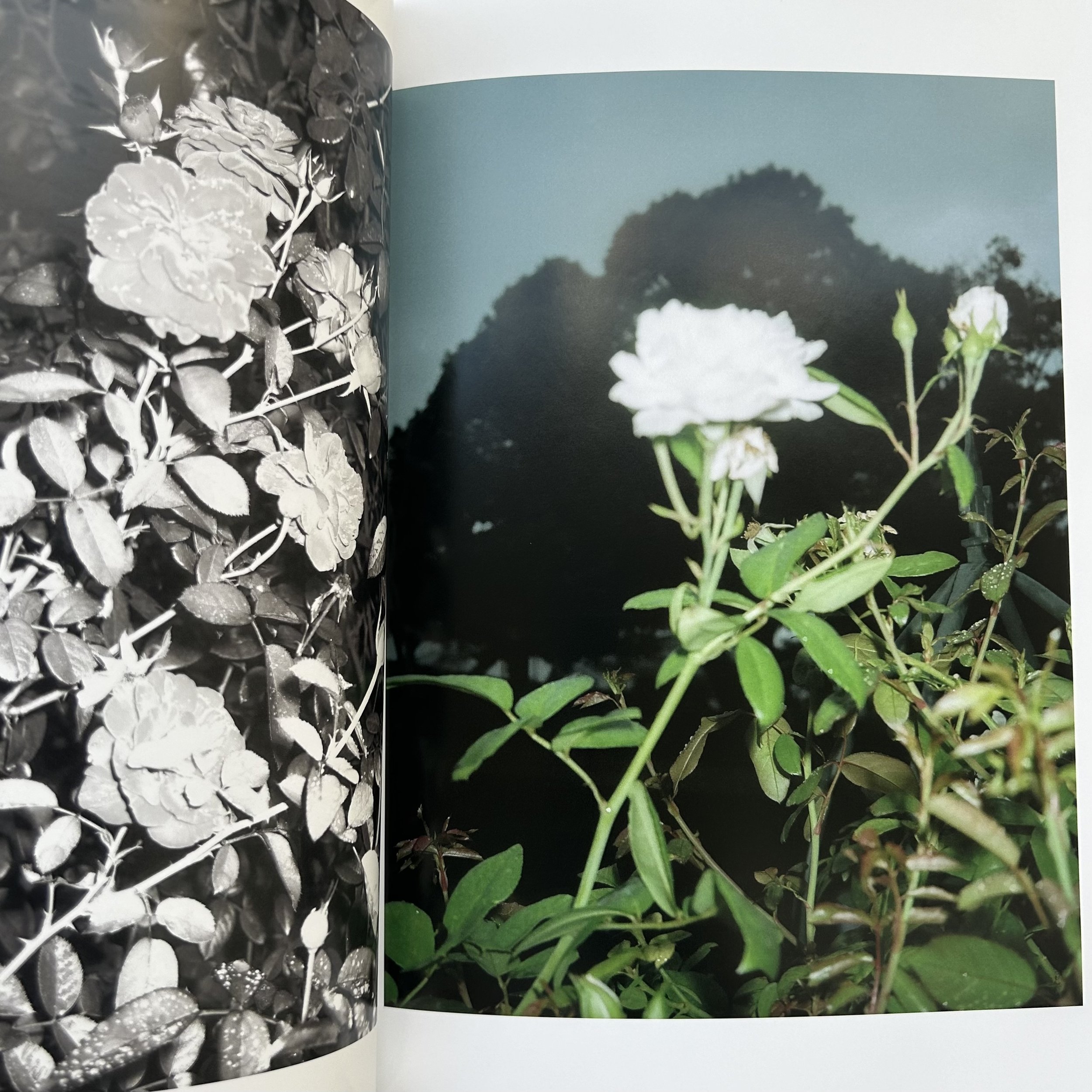 Sly Morikawa City of Roses 2.jpeg
