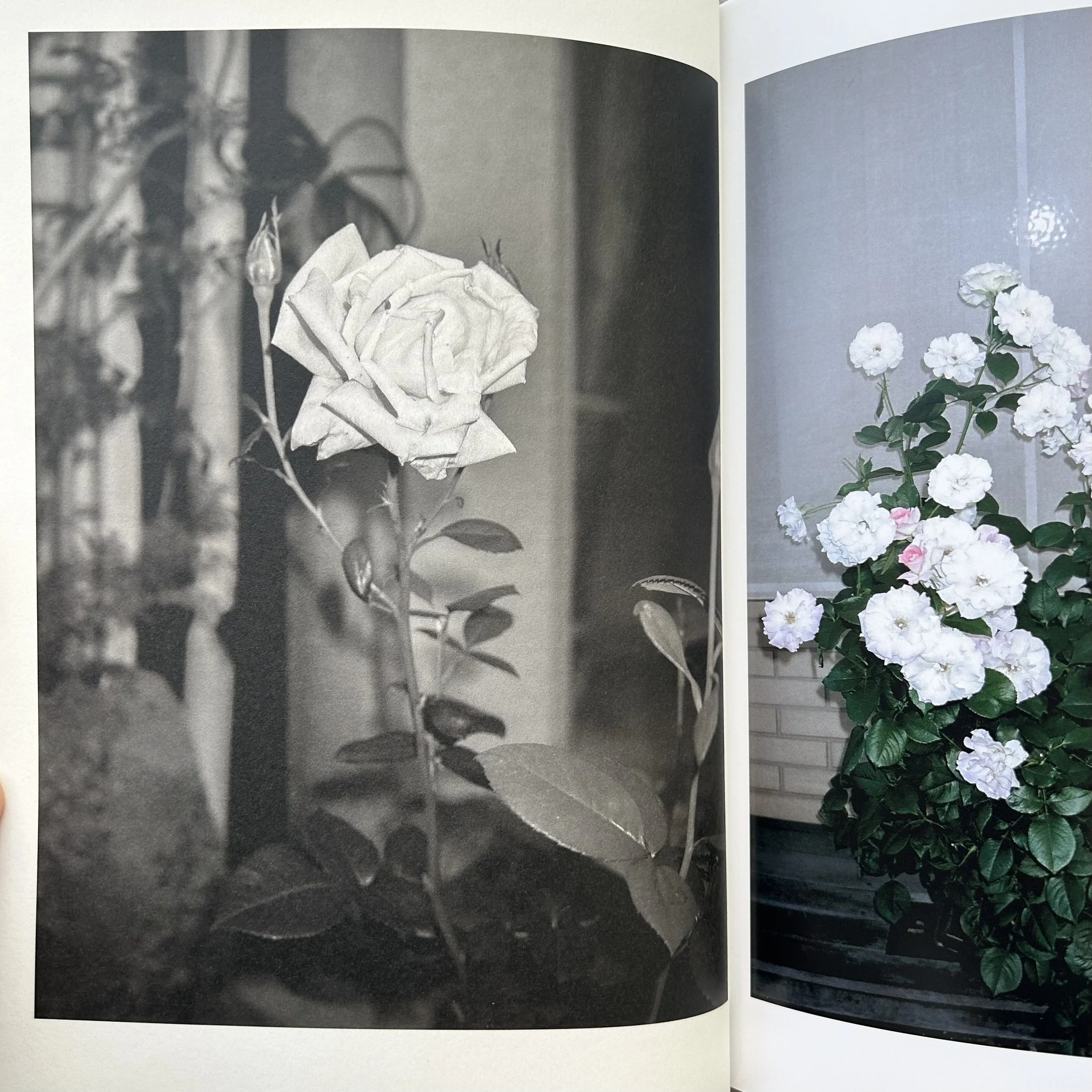 Sly Morikawa City of Roses 8.jpeg