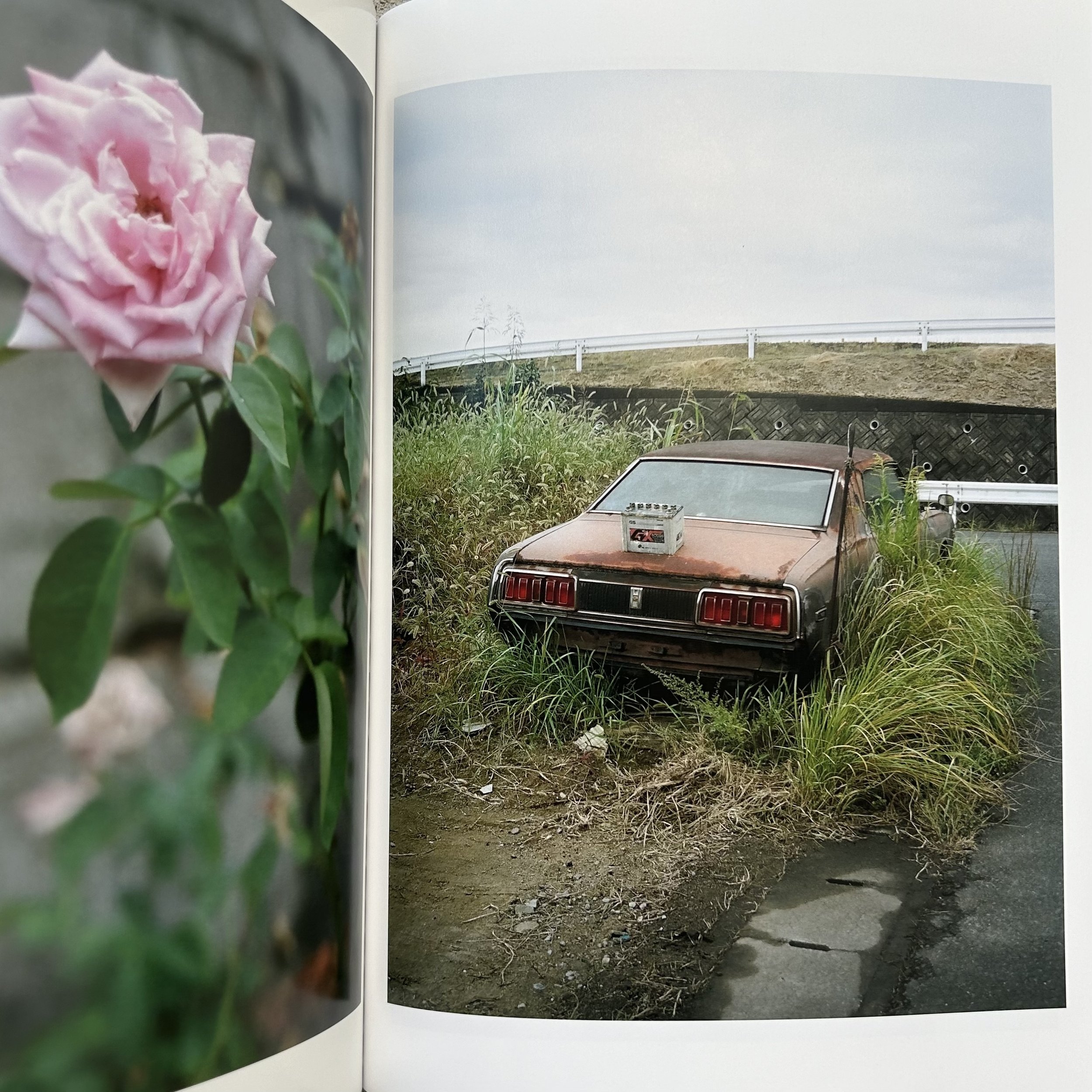 Sly Morikawa City of Roses 5.jpeg