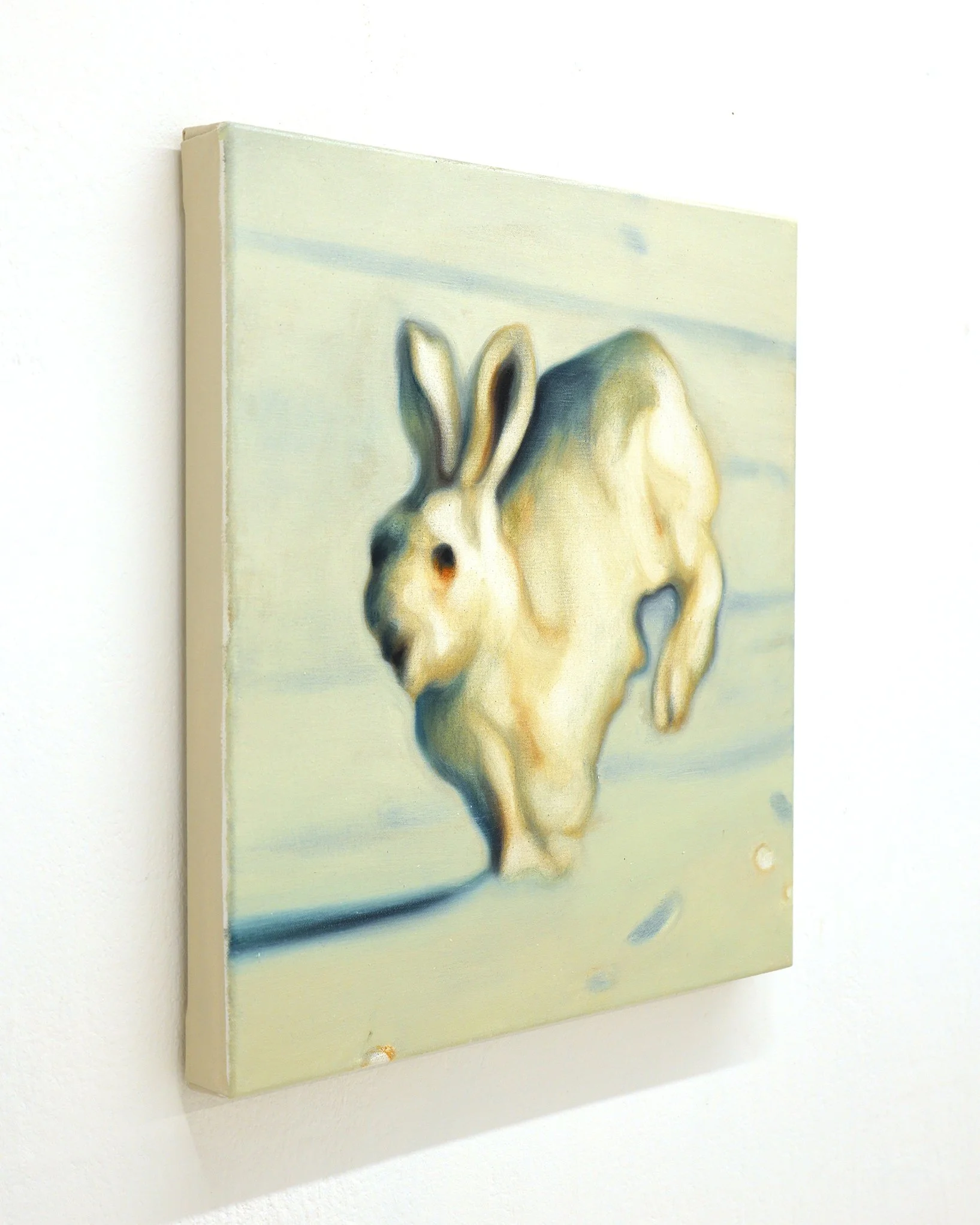 Max Berry White Rabbit Oil on canvas 46cm x 46cm 2026 LHS 4x5 IG.JPG
