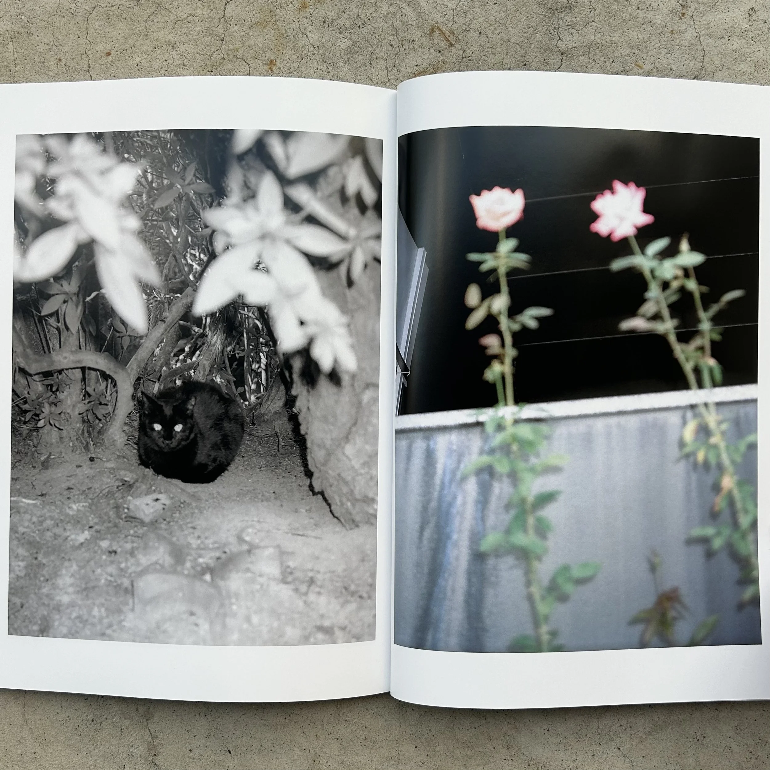 Sly Morikawa City of Roses 9.jpeg