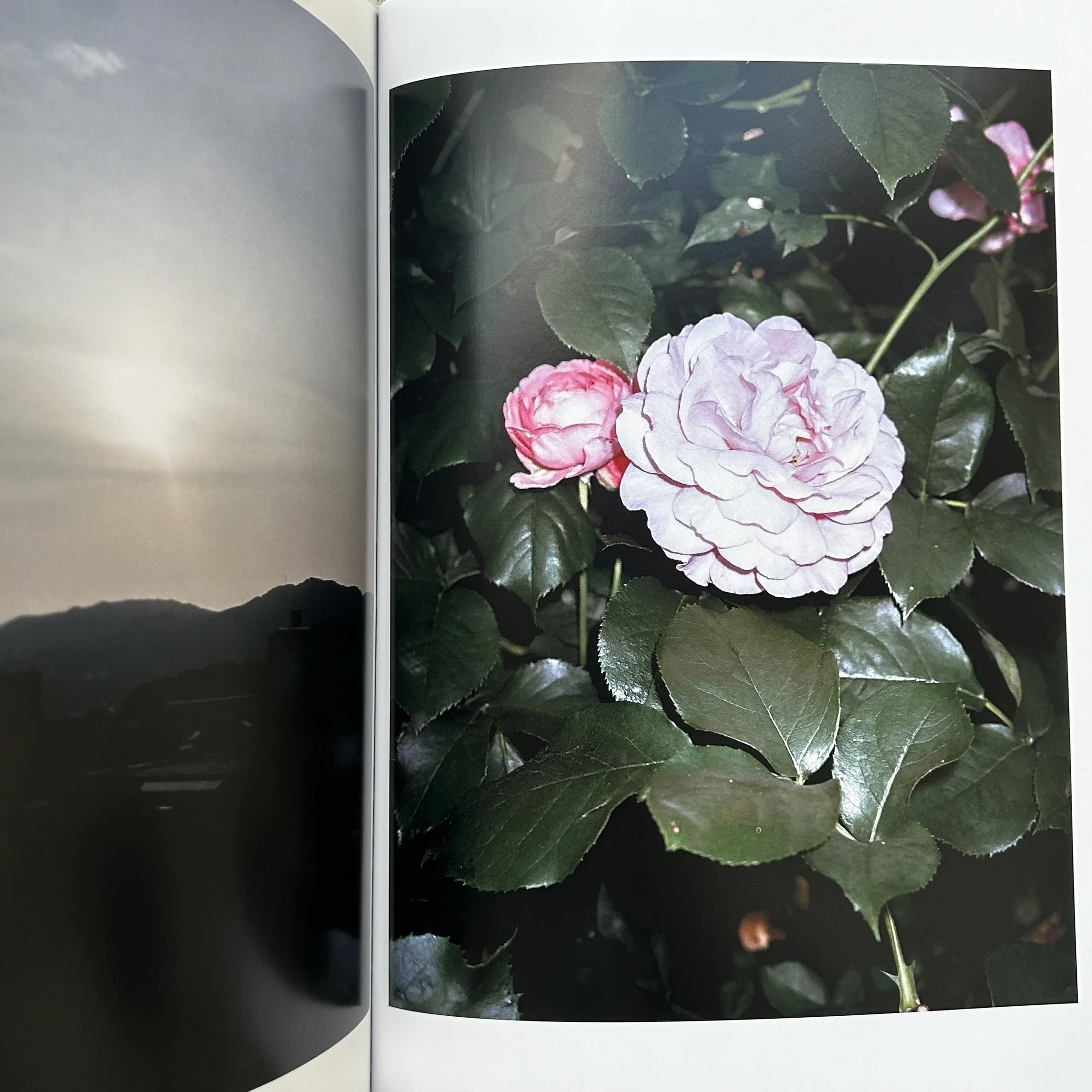 Sly Morikawa City of Roses 10.jpeg