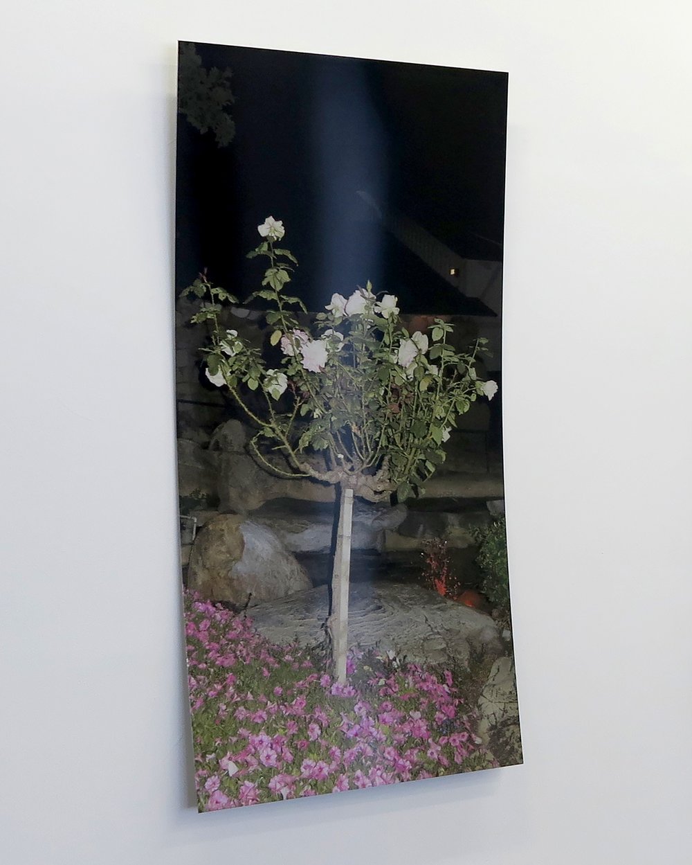 Gabriella+Lo+Presti+Le+Rosier+dans+une+Roseraie+Inkjet+print_+stainless+steel+60cm+x+120cm+2020.jpeg