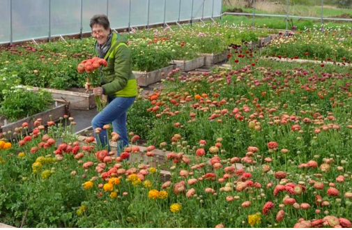 Founding Member, Vivian Larson, of Everyday Flowers tends to her ranunculus.