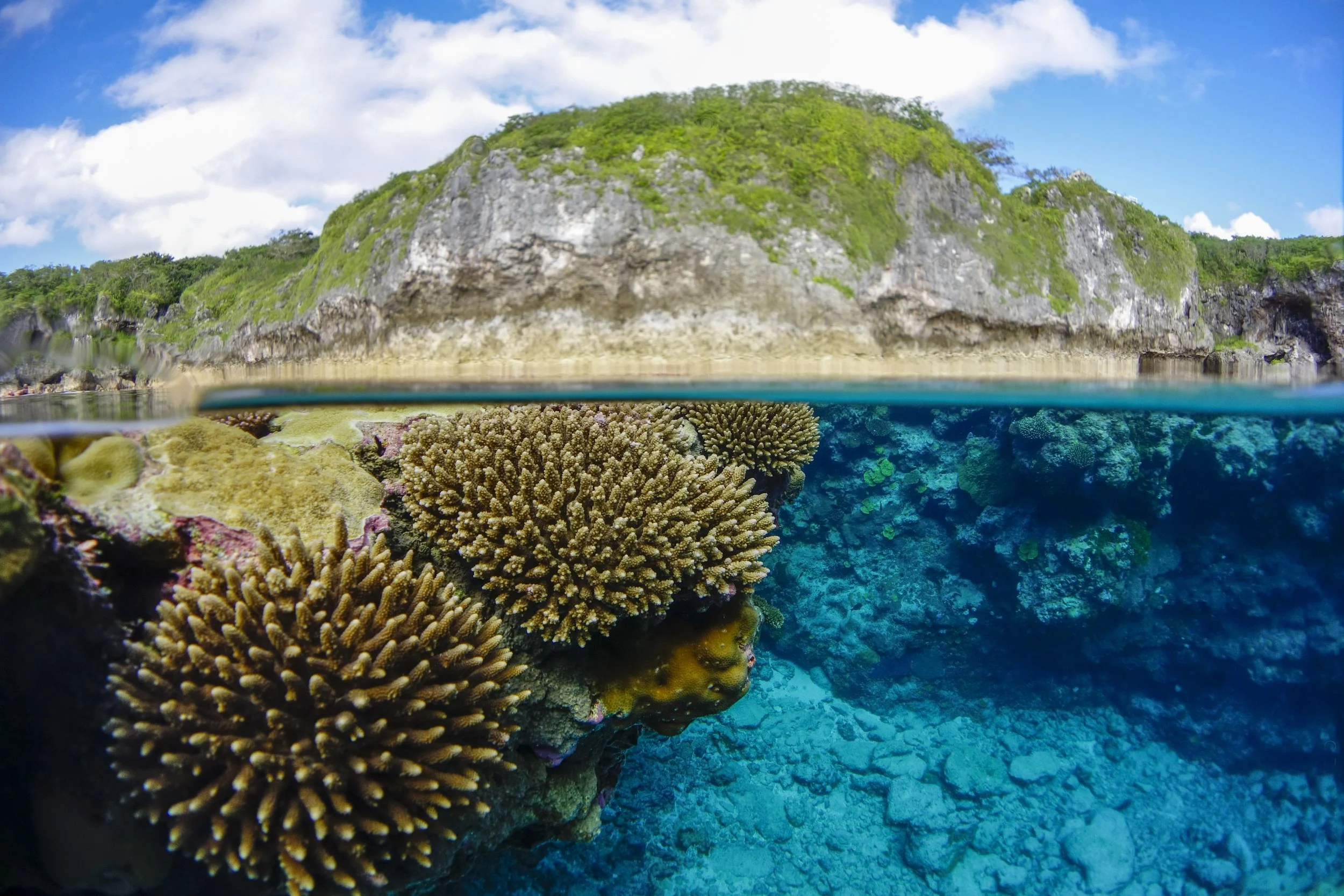 412985-underwater_coral_niue.jpg