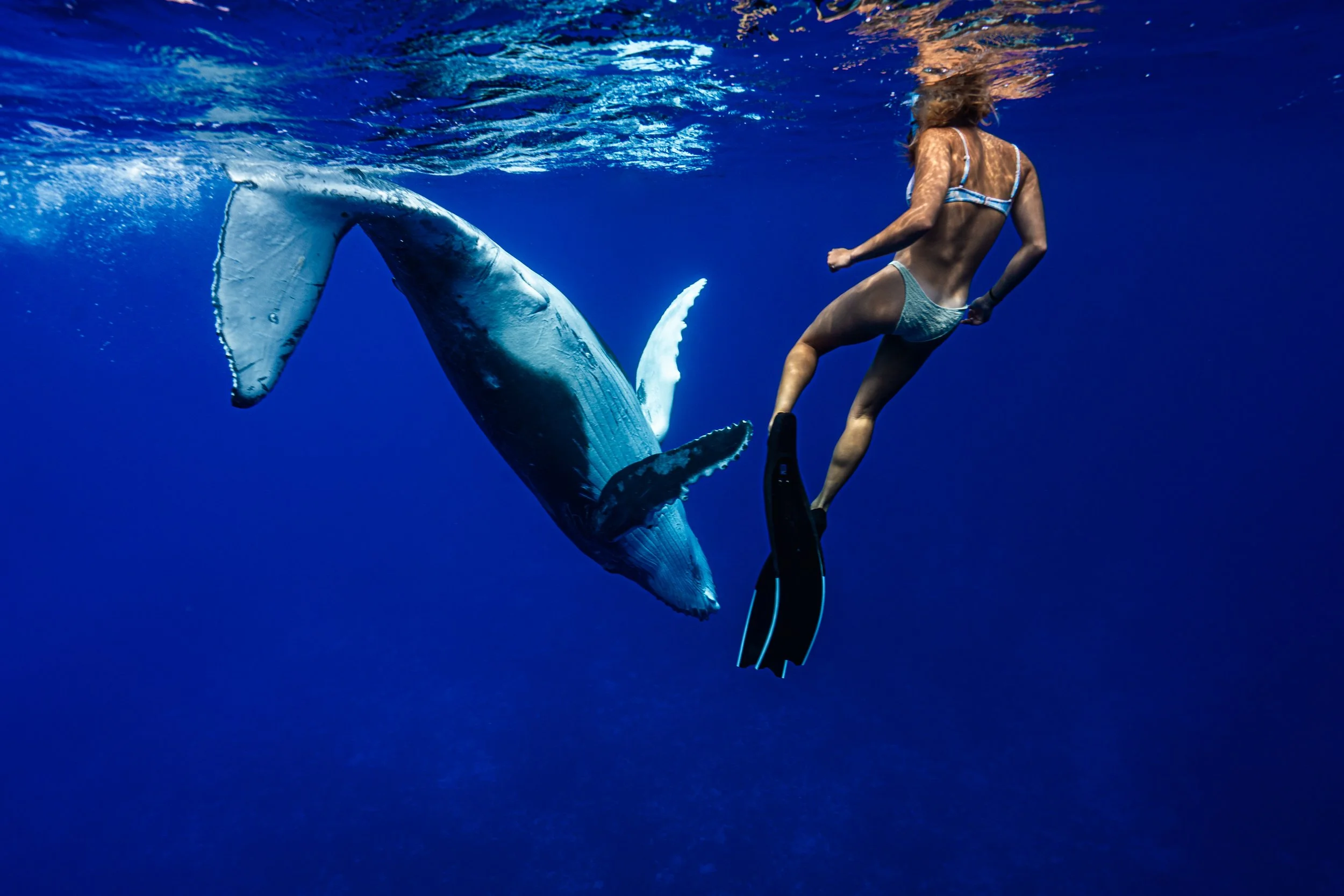 413006-niue_whale_-encounter-hunter-malcon-niue-blue.jpeg
