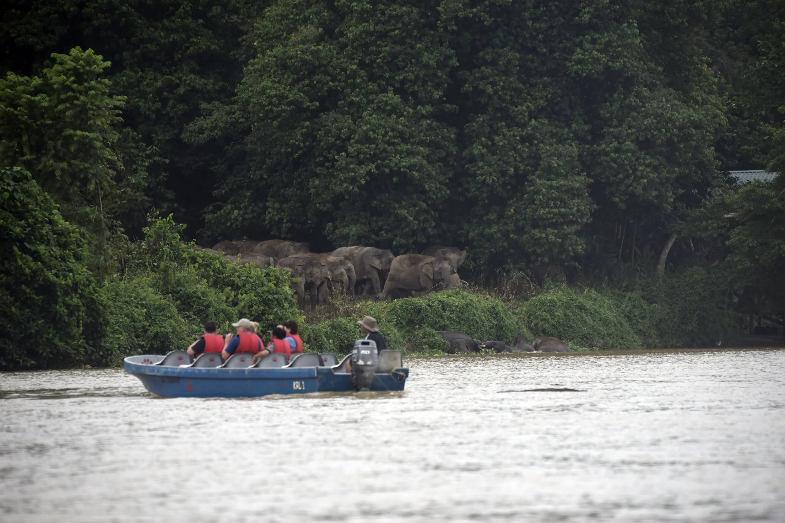Tourists in a boat observing elephants on a riverbank surrounded by dense green jungle.