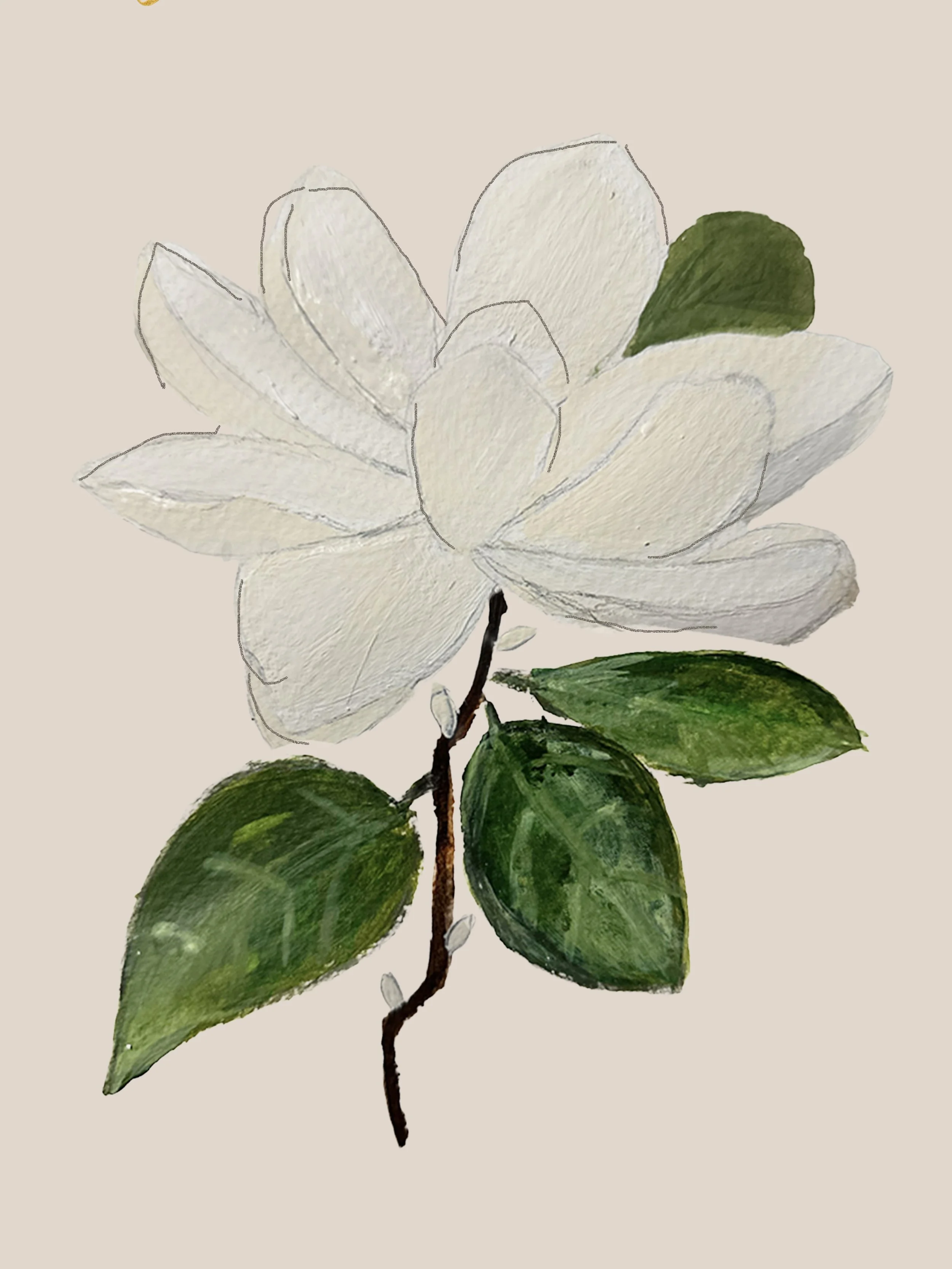 magnolia.jpeg