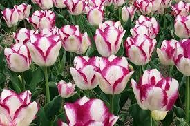 florissa tulips.jpg