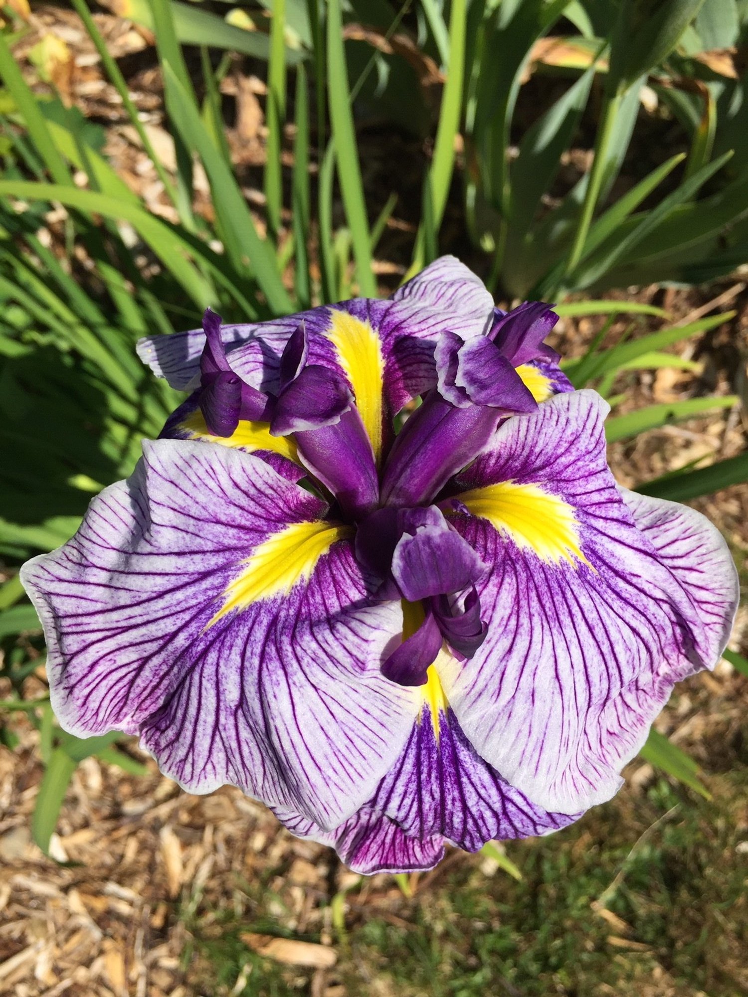 japanese Iris.jpg