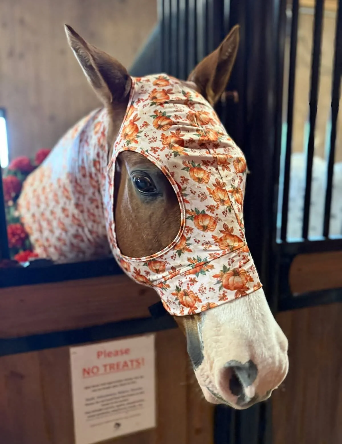 Trick or Treat with the Horses
