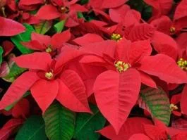 poinsettia.jpg
