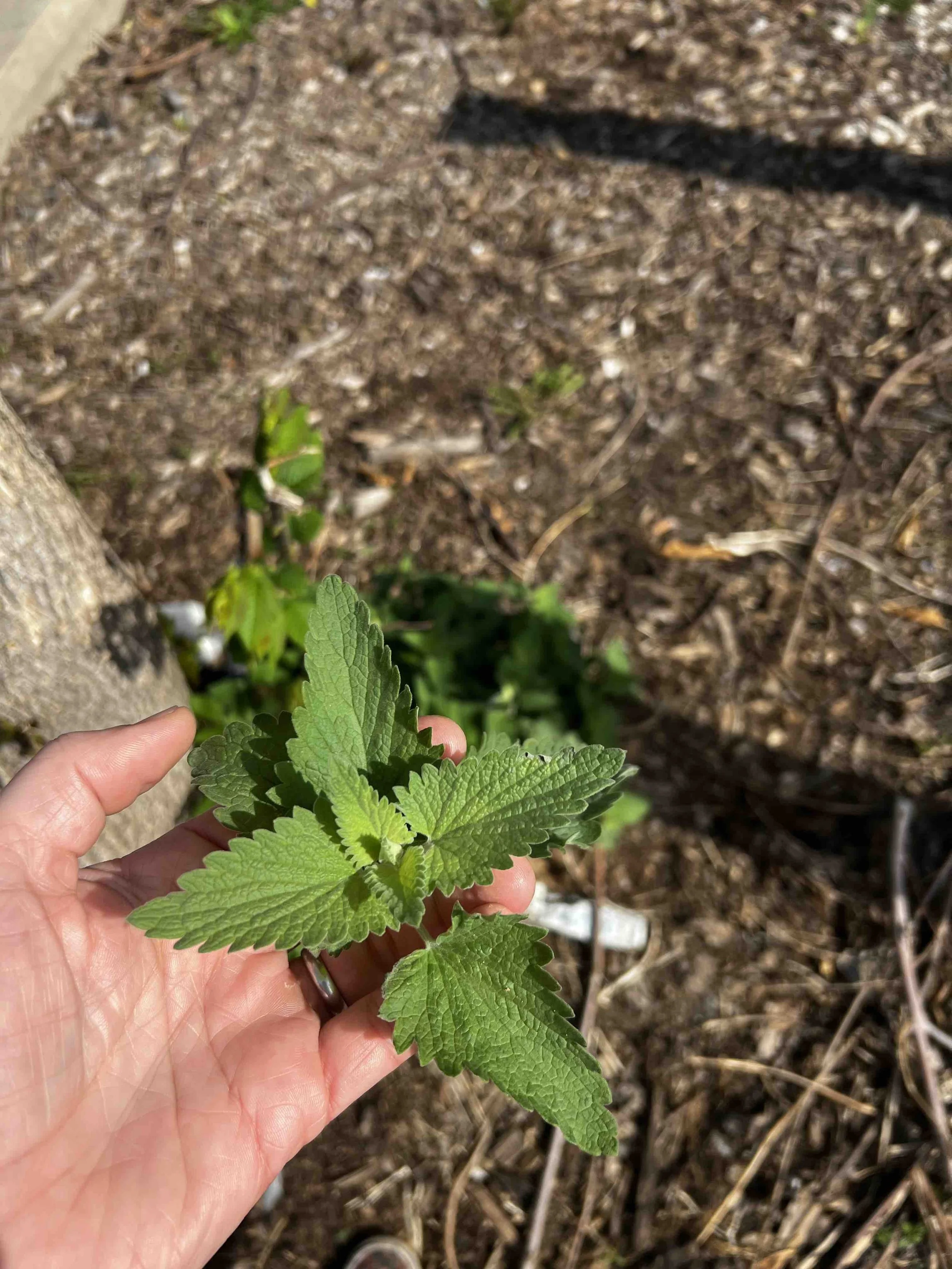 0003 - catnip in abandoned lot