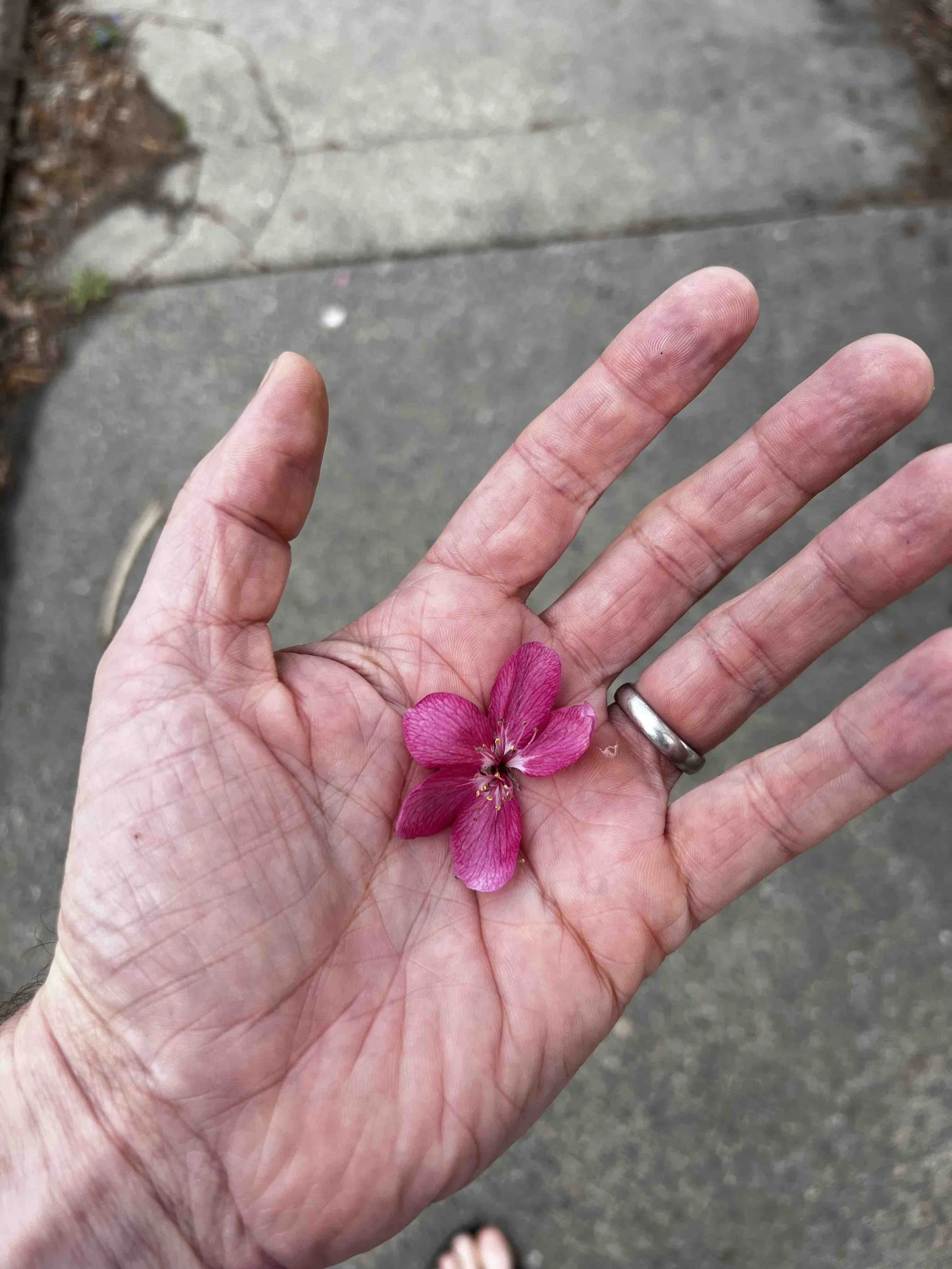 0010 - crabapple flower