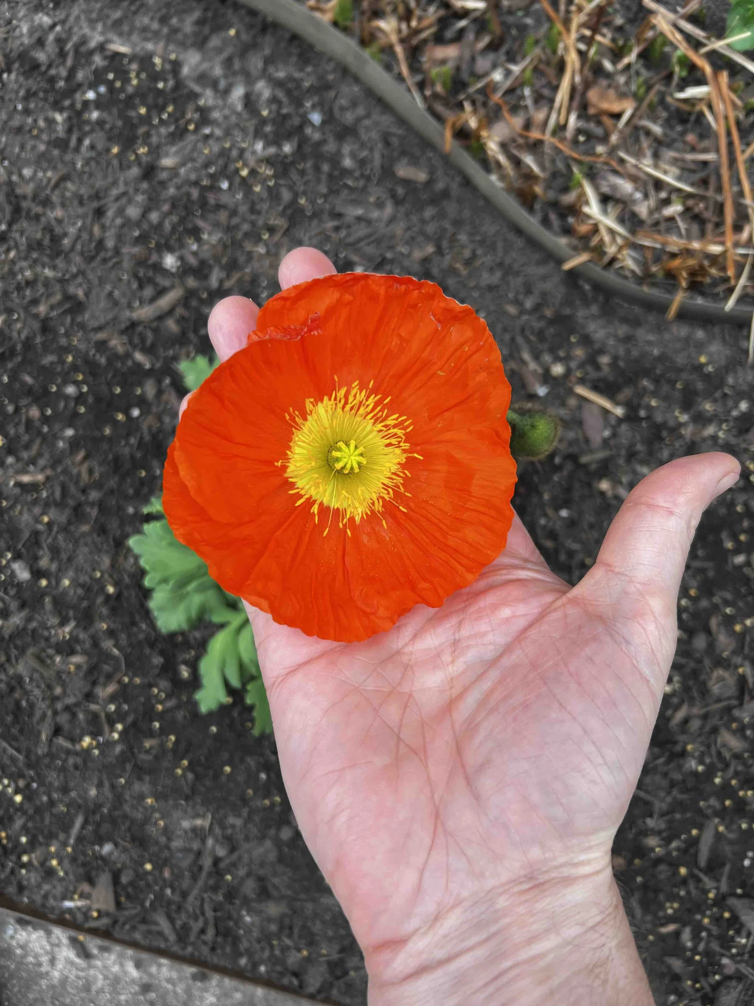 0012 - orange poppy