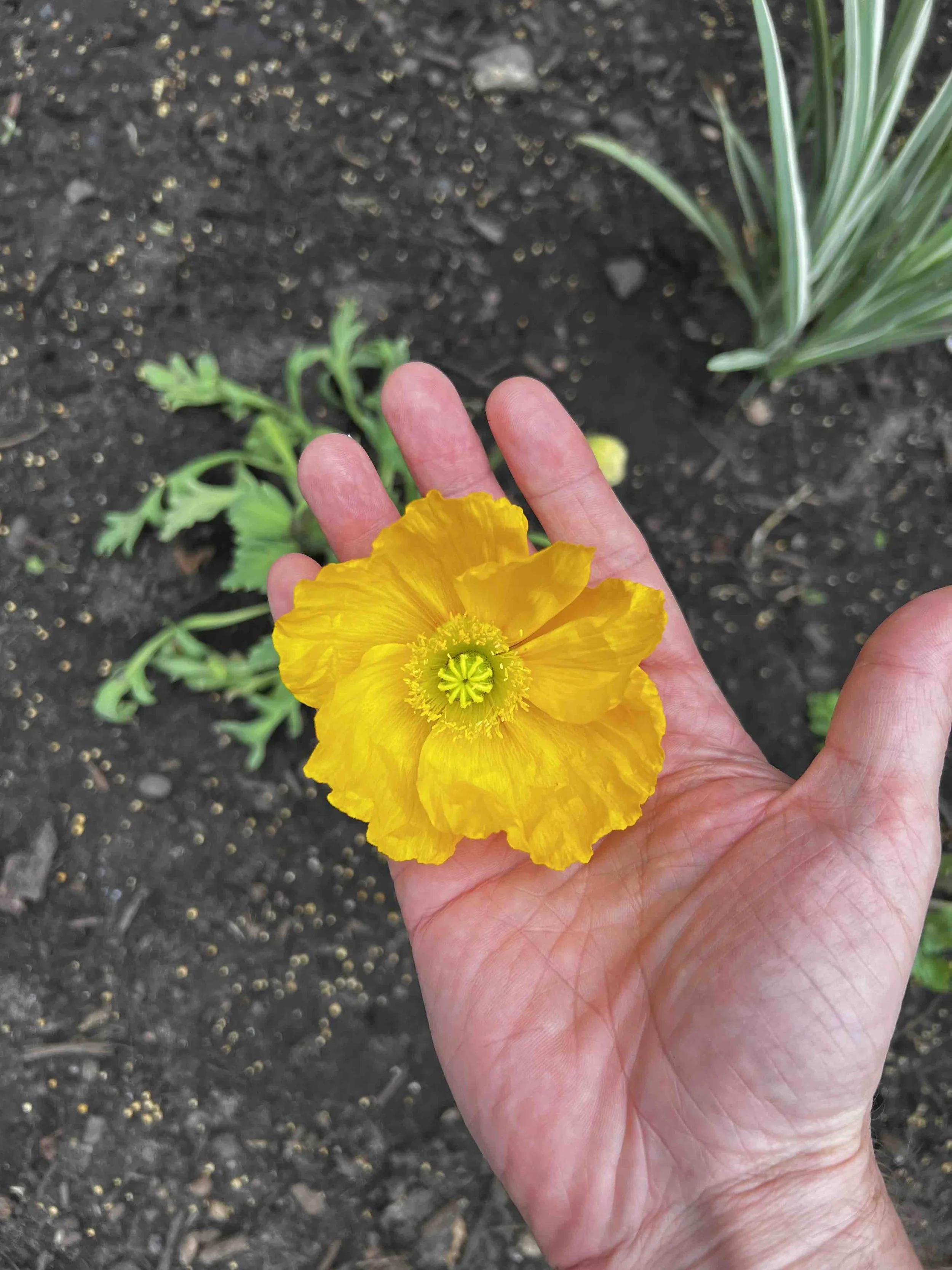 0014 - yellow poppy