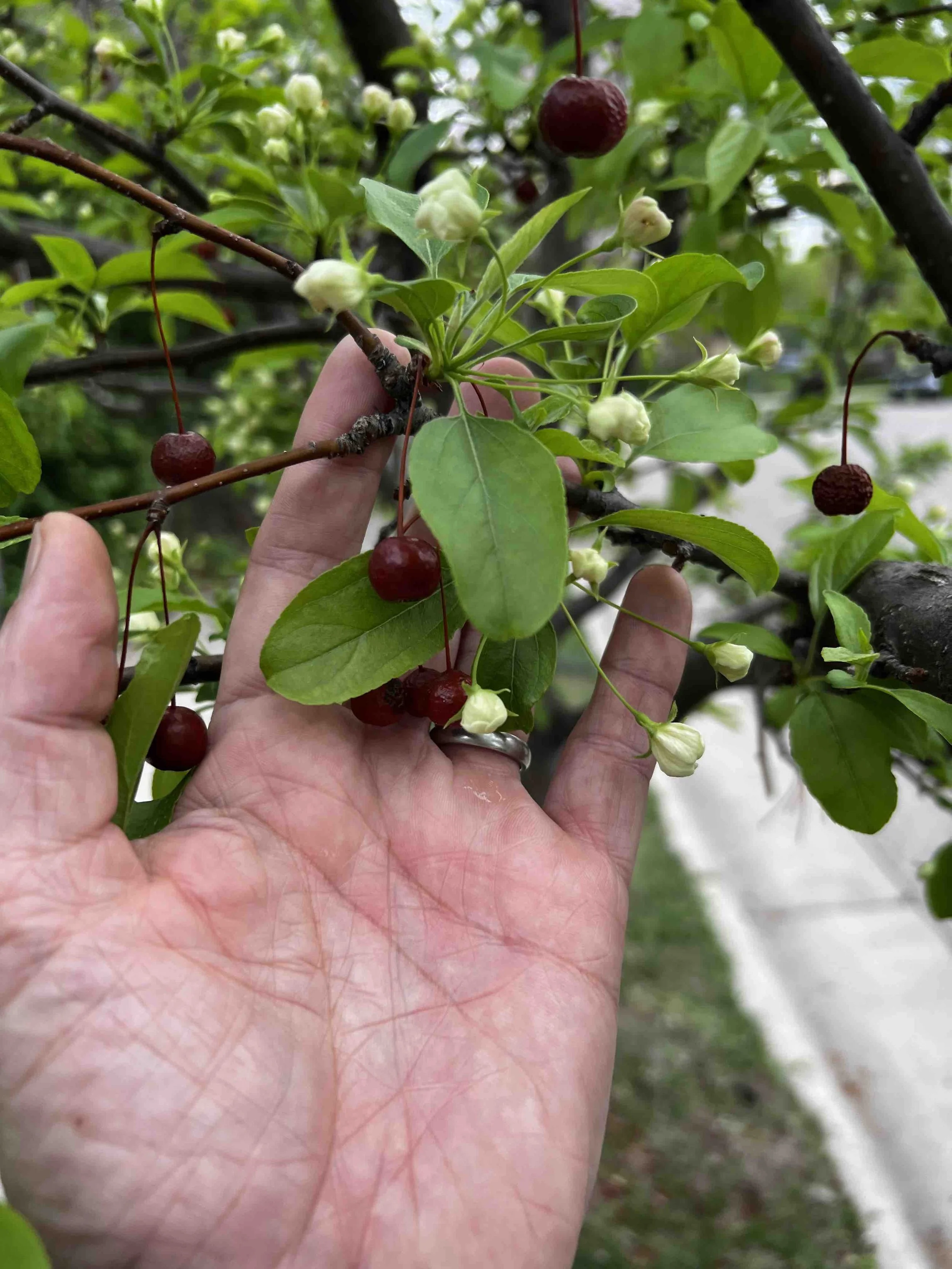 0017 - generations of crab apples