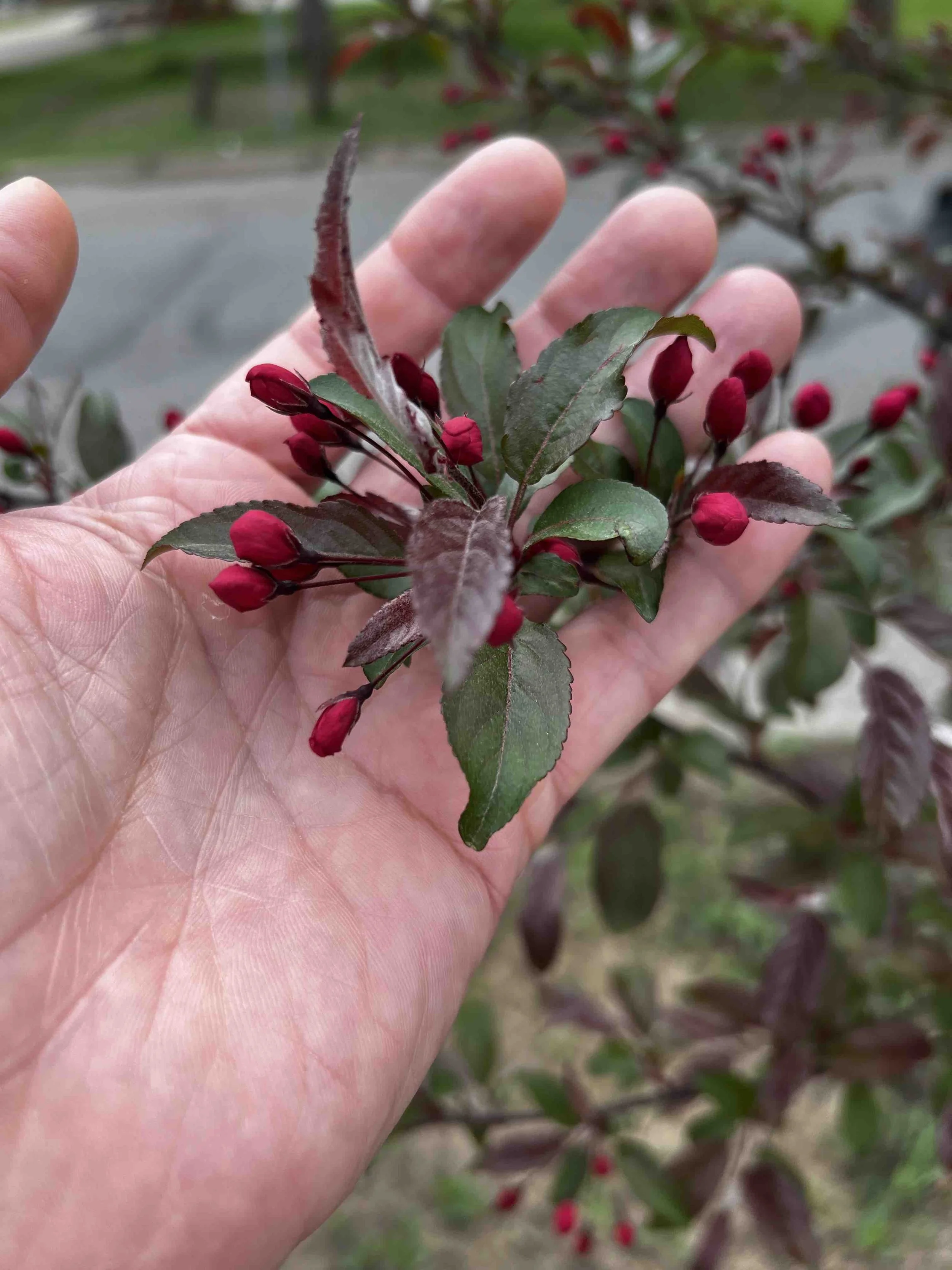 0021 - red crabapple blossoms