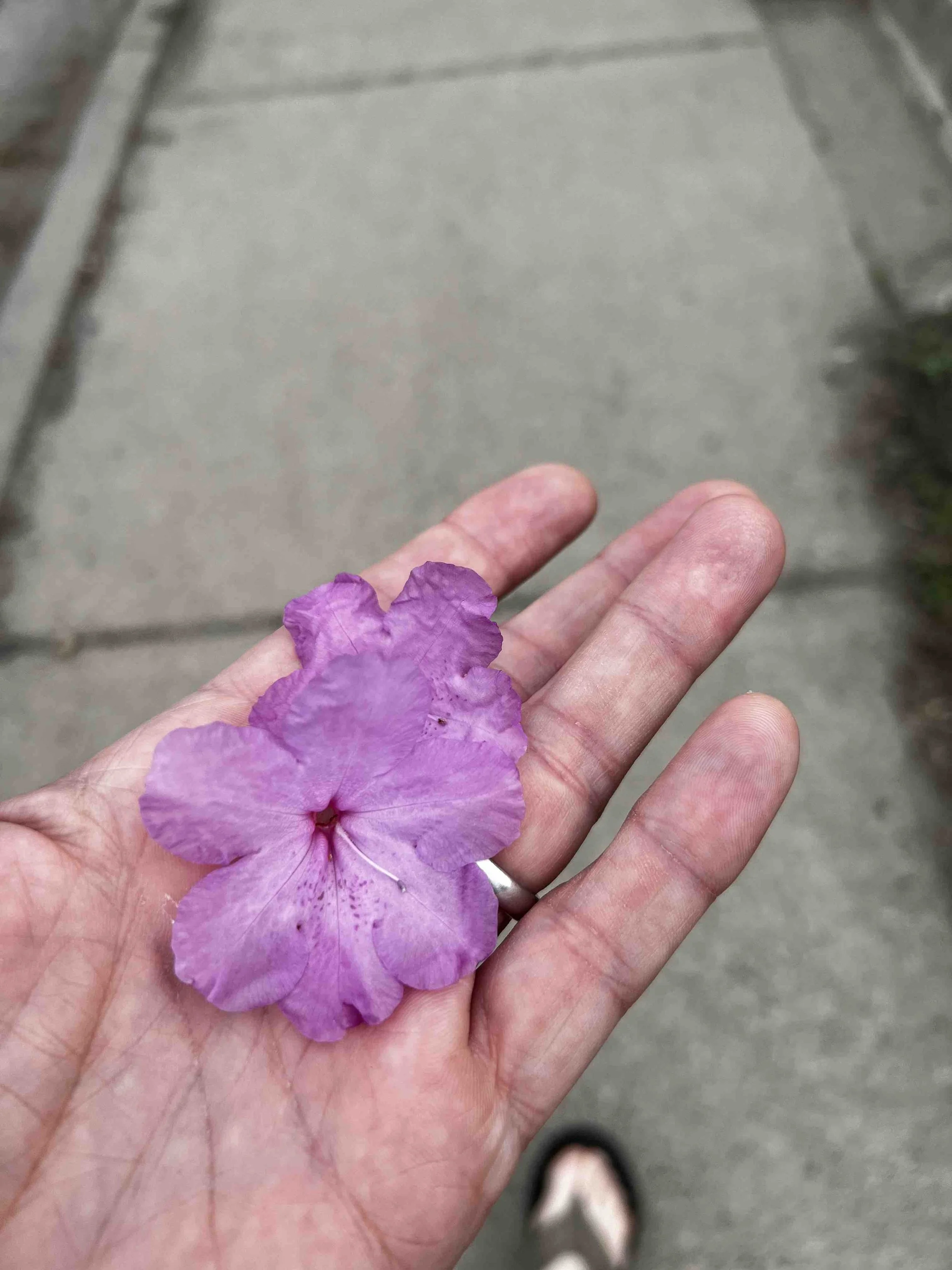 0024 - azalea flowers
