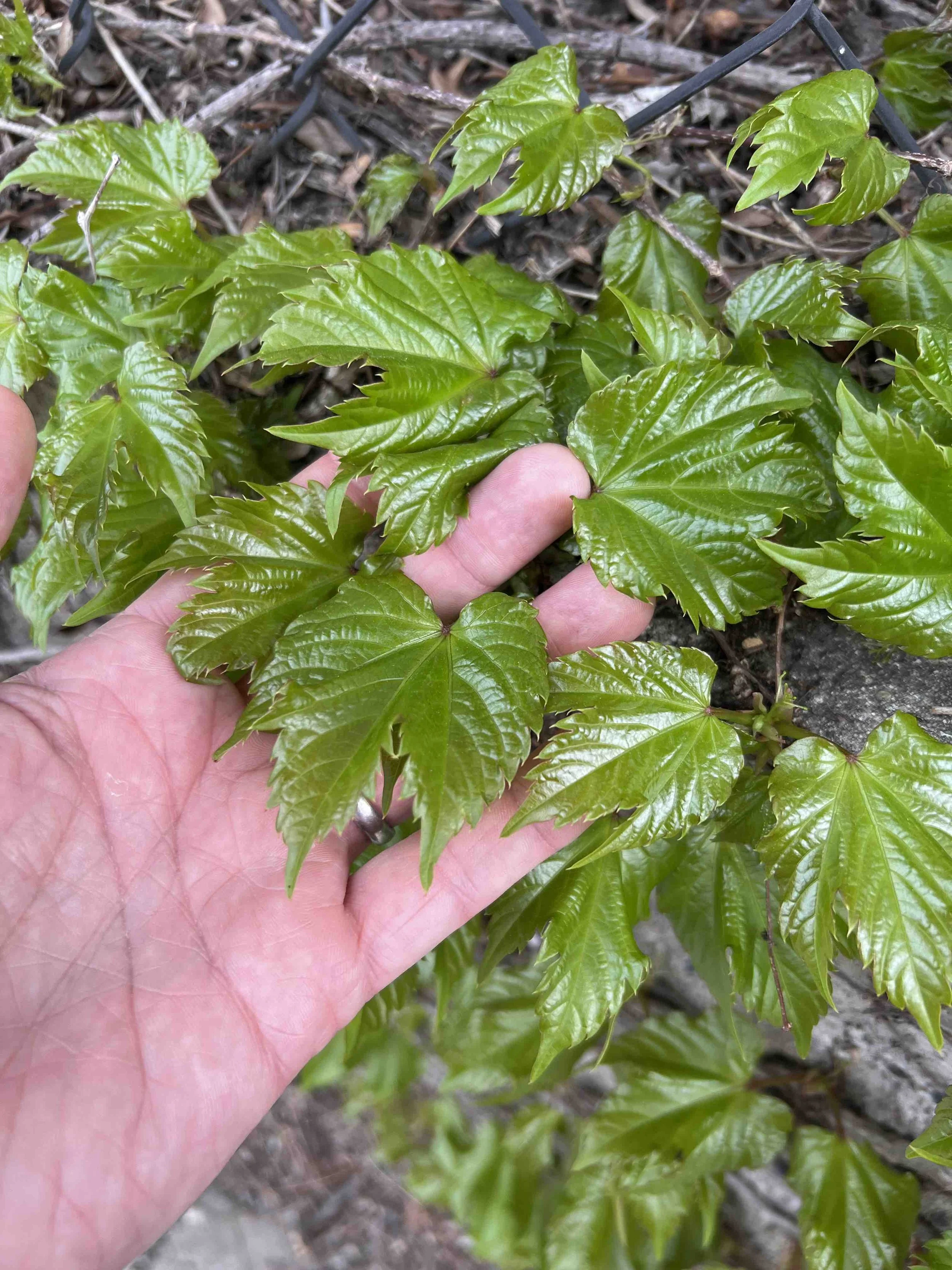 0025 - new ivy leaves