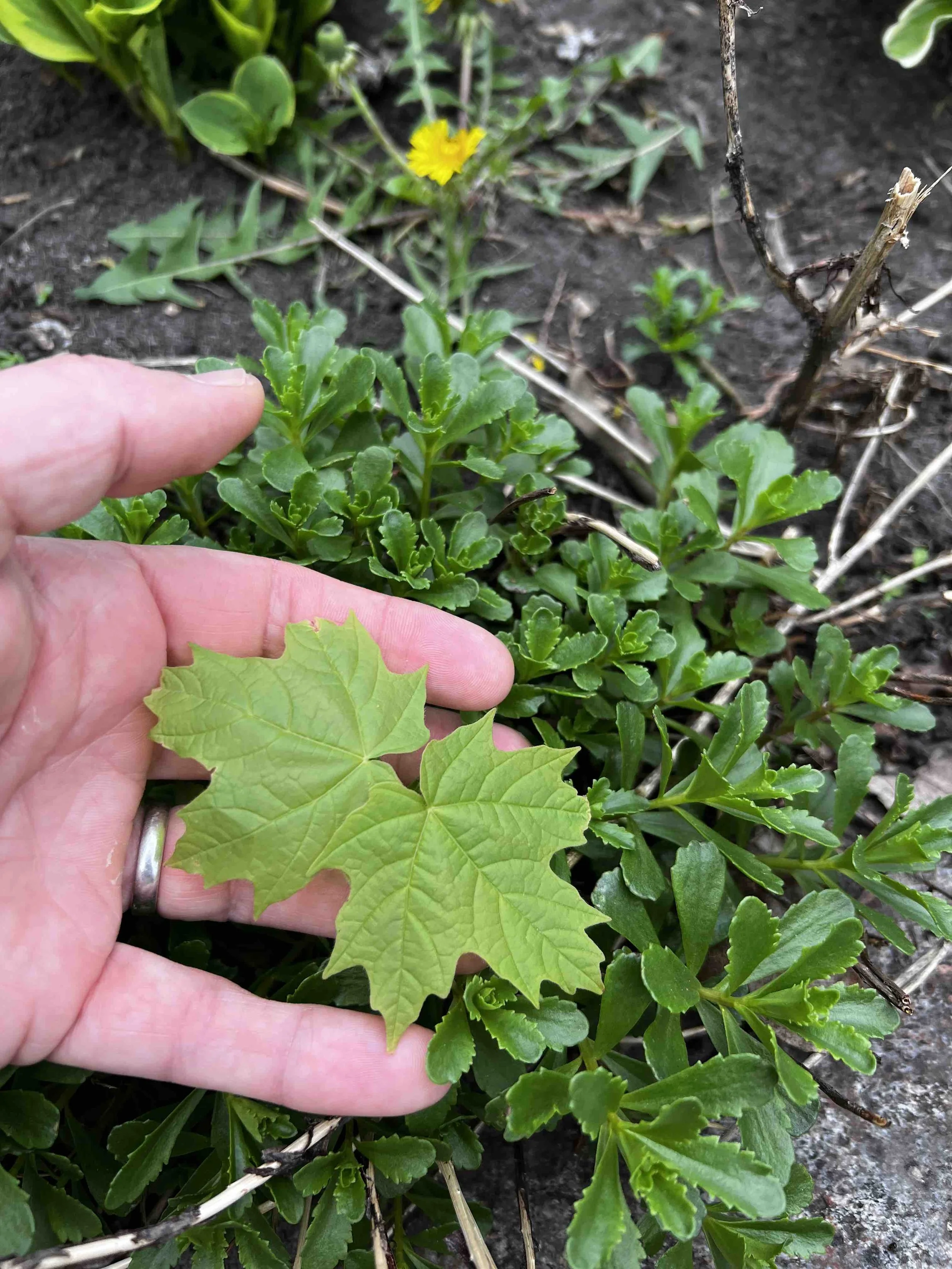 0029 - baby maple in sedum