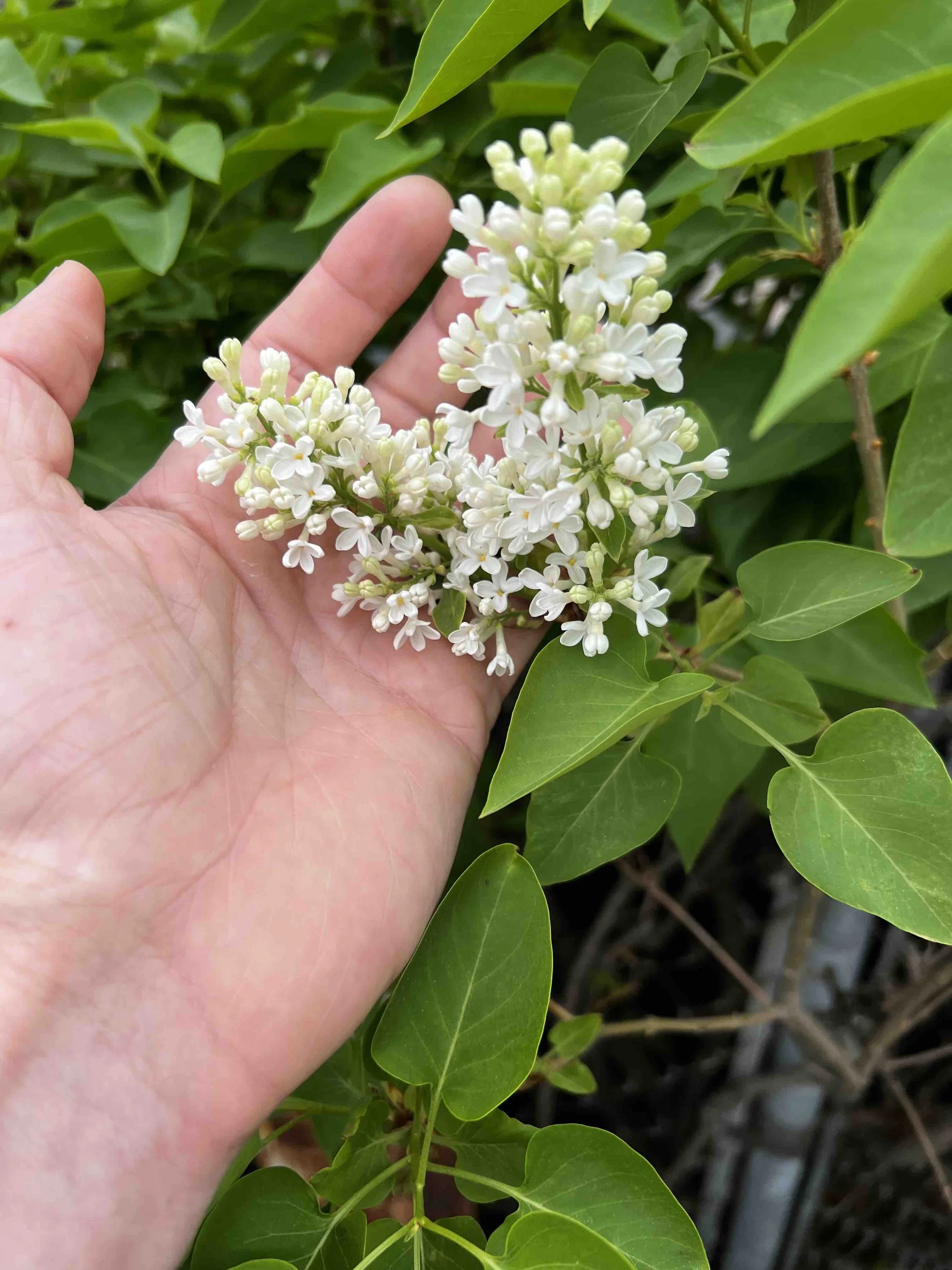 0031 - first white lilac
