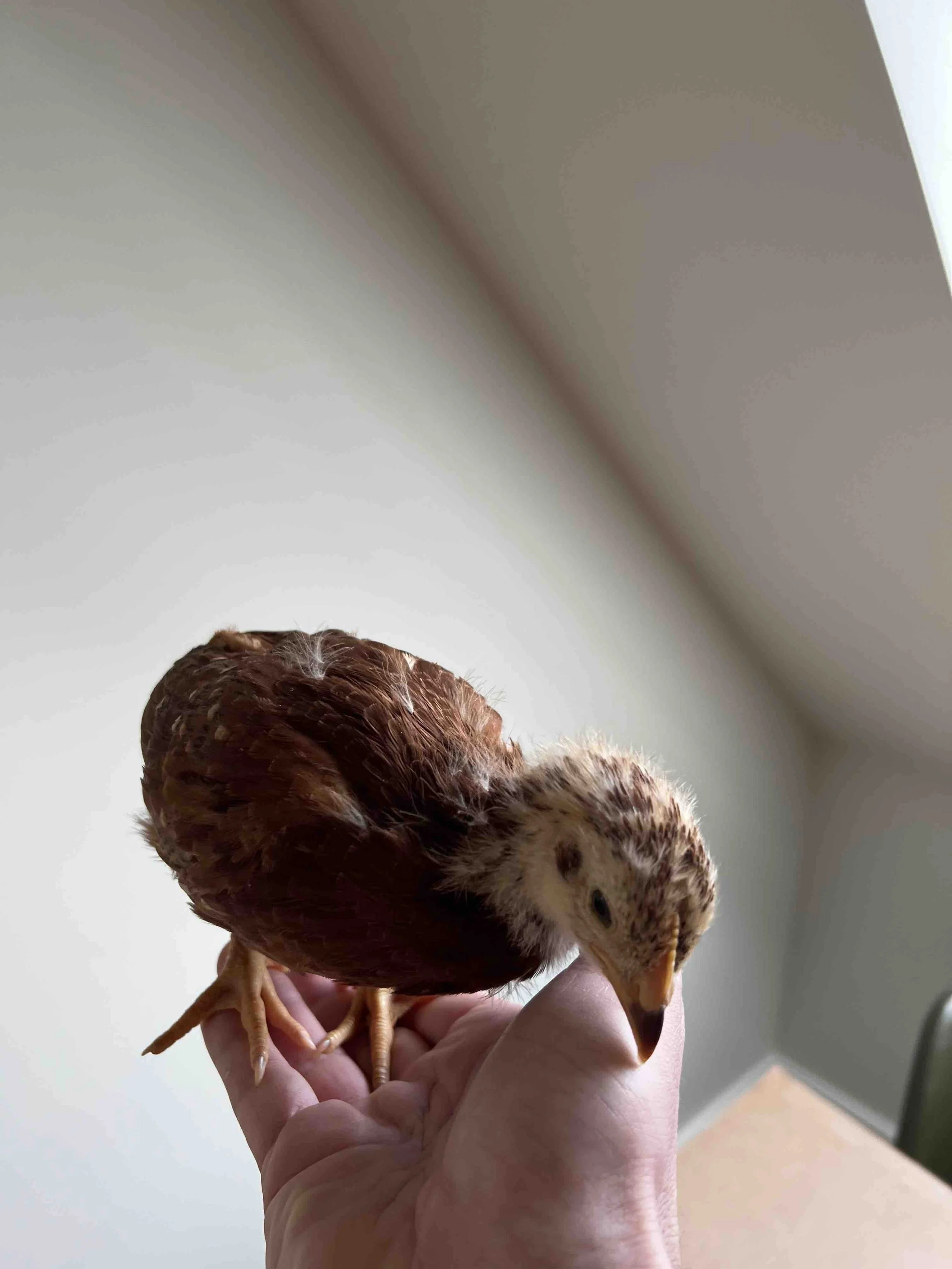 0035 - Cholula Enchilada at 3 weeks