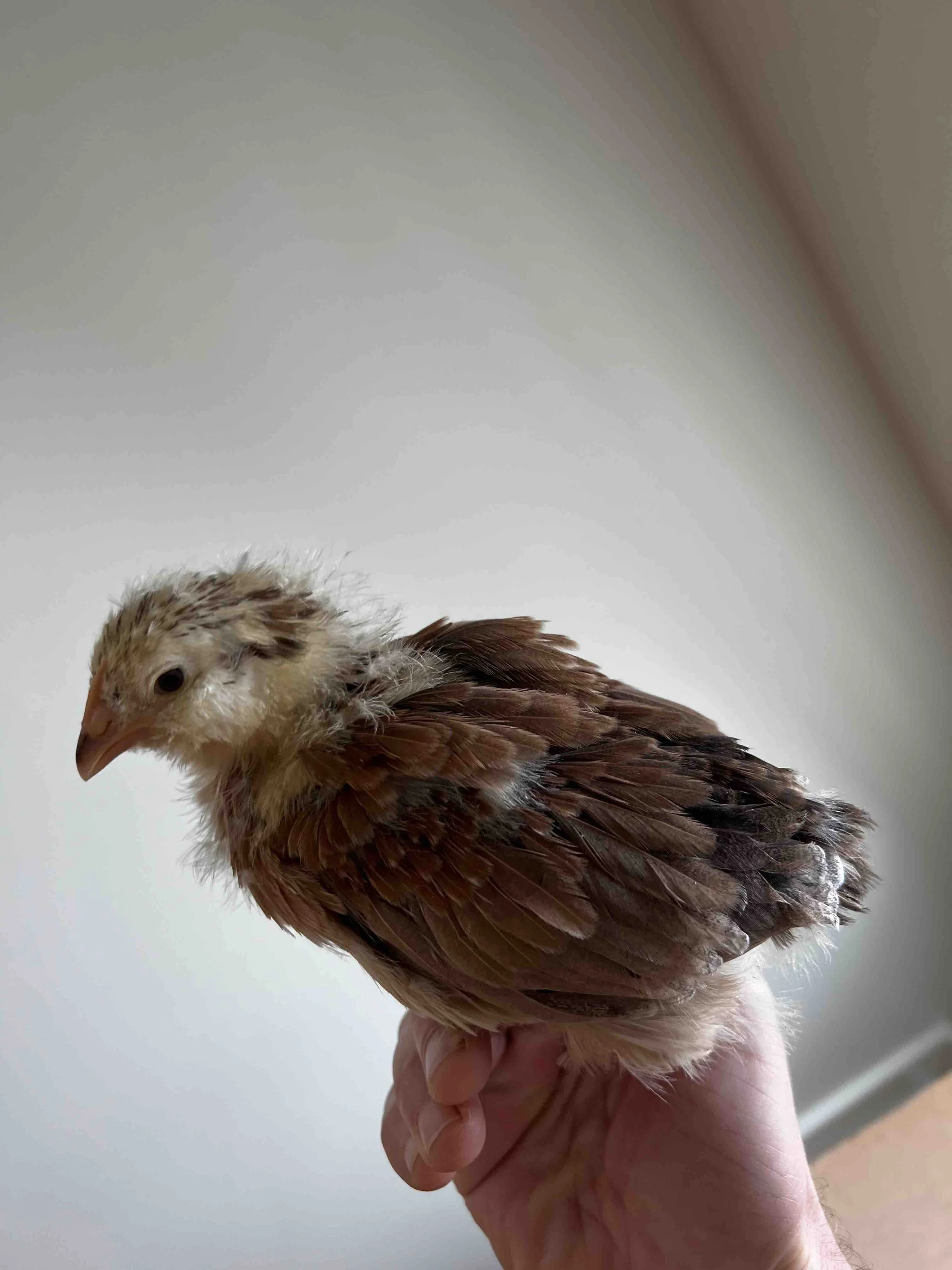 0036 - Chouquette at 3 weeks