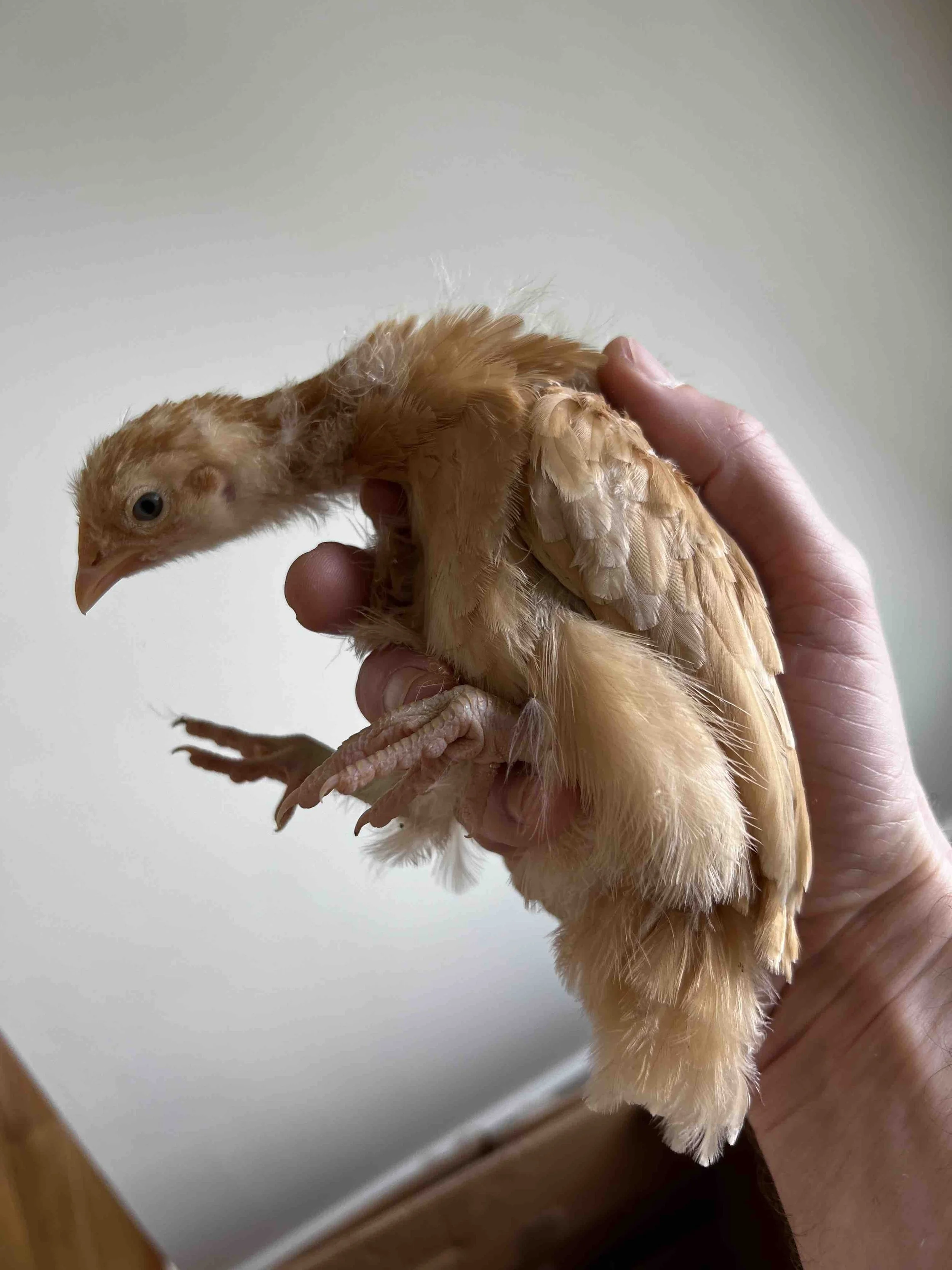 0037 - Honeybiscuit at 3 weeks