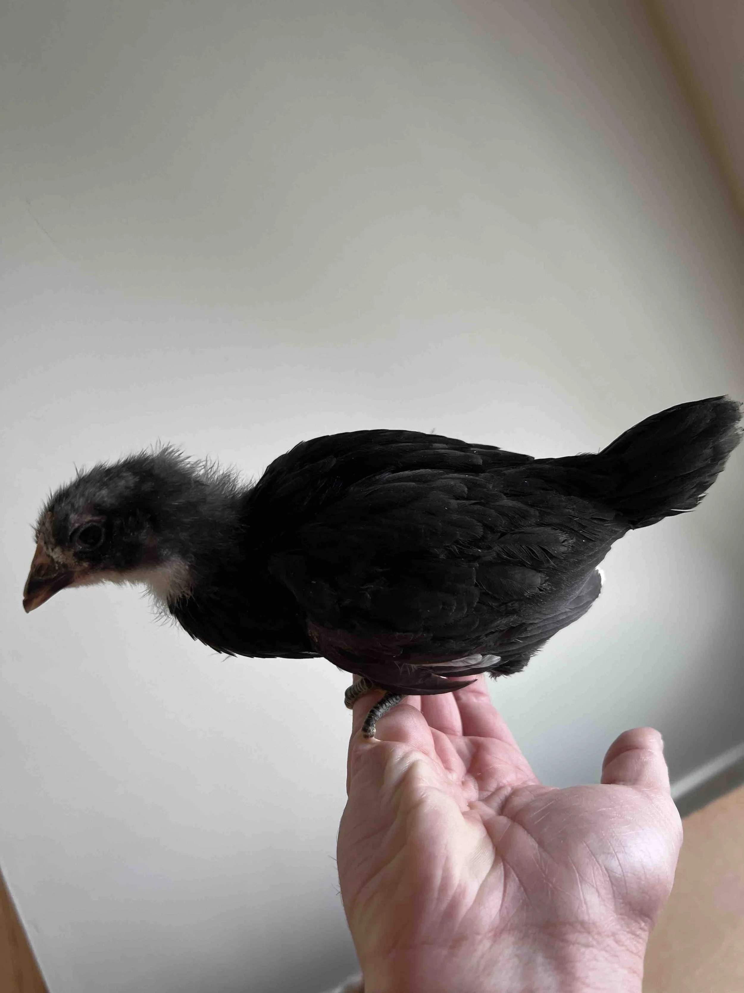 0038 - Kali at 3 weeks