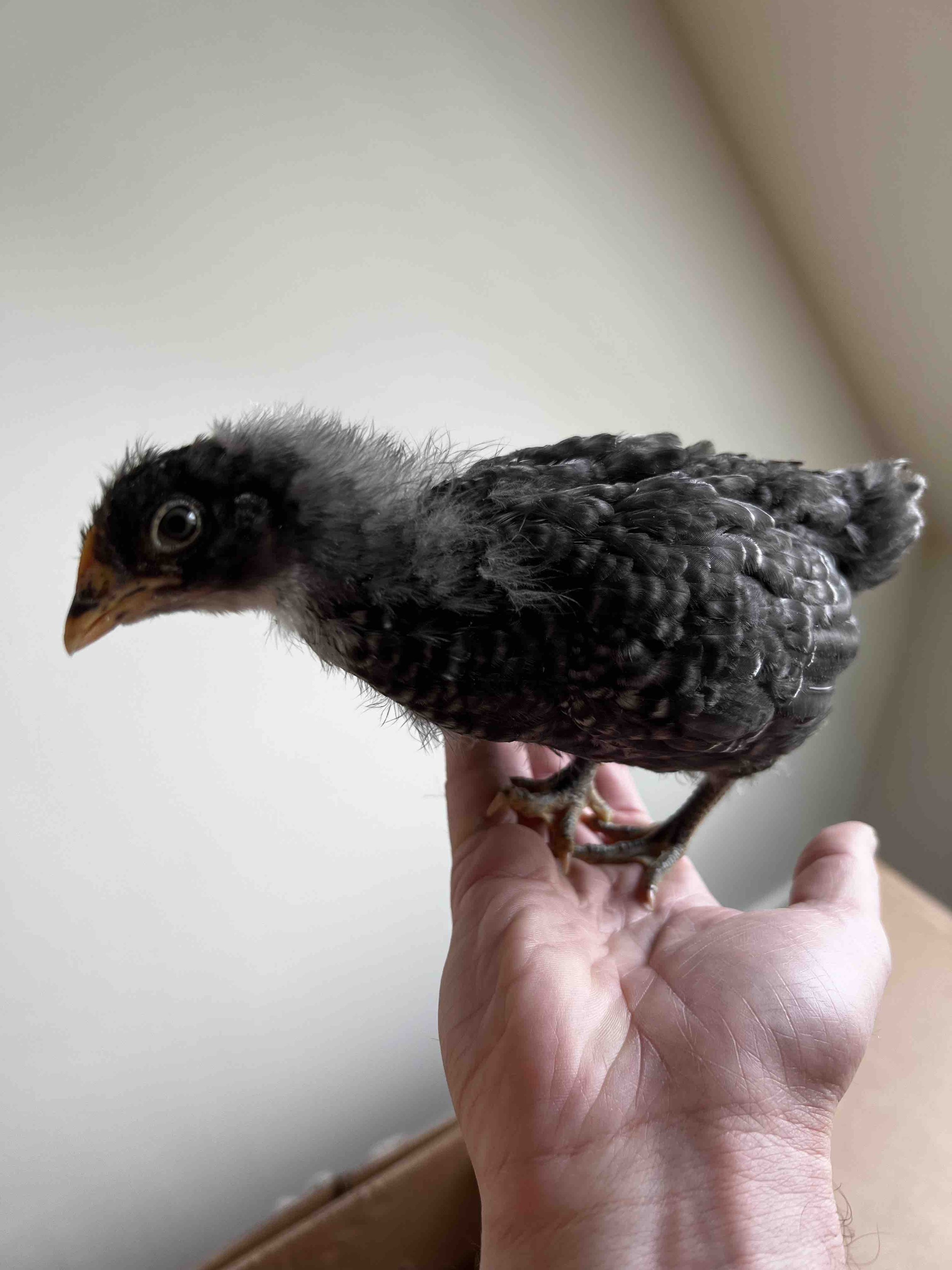 0039 - Dottie at 3 weeks