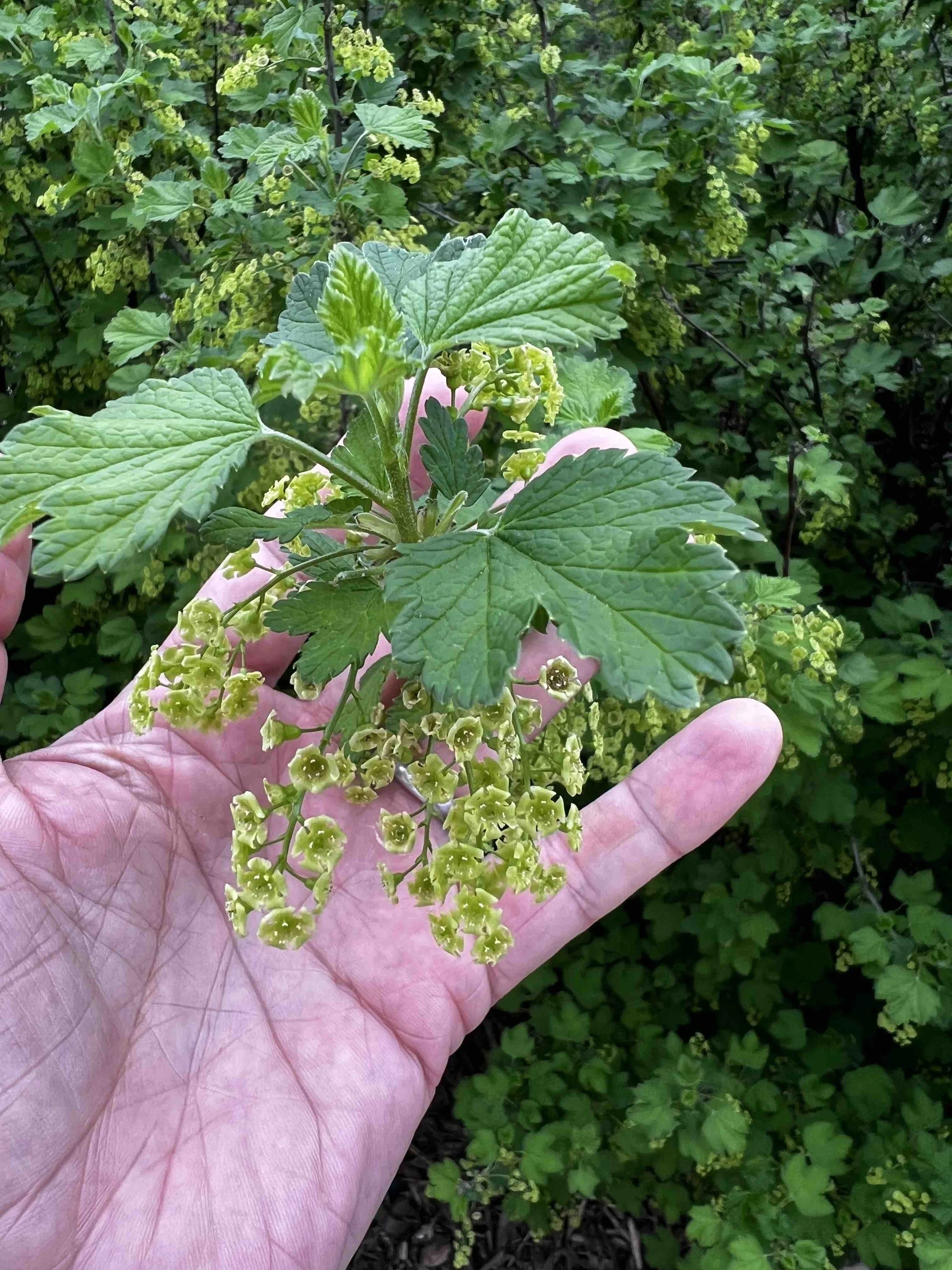 0041 - so many currants