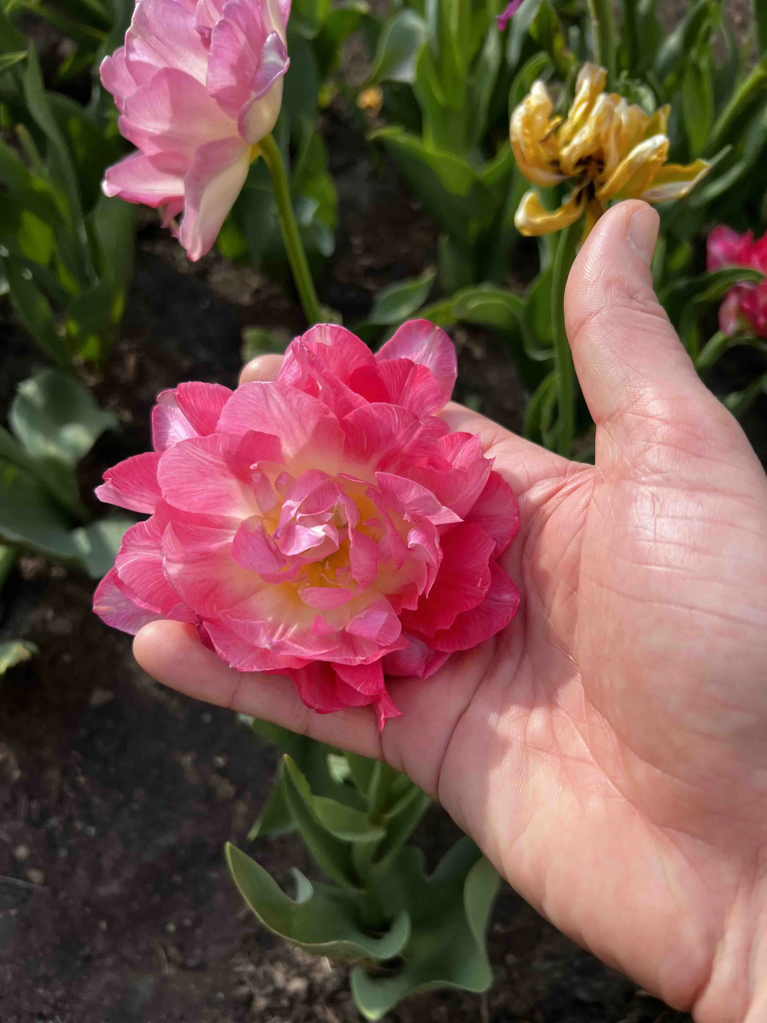 0045 - a really fancy tulip