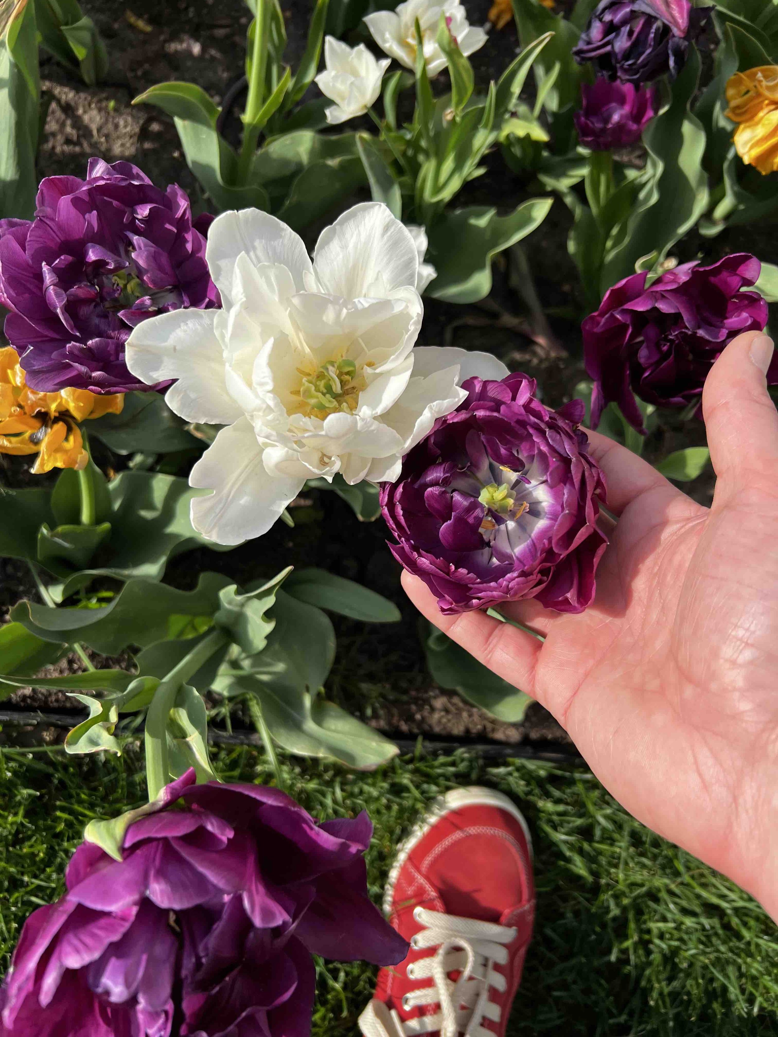 0046 - so many fancy tulips