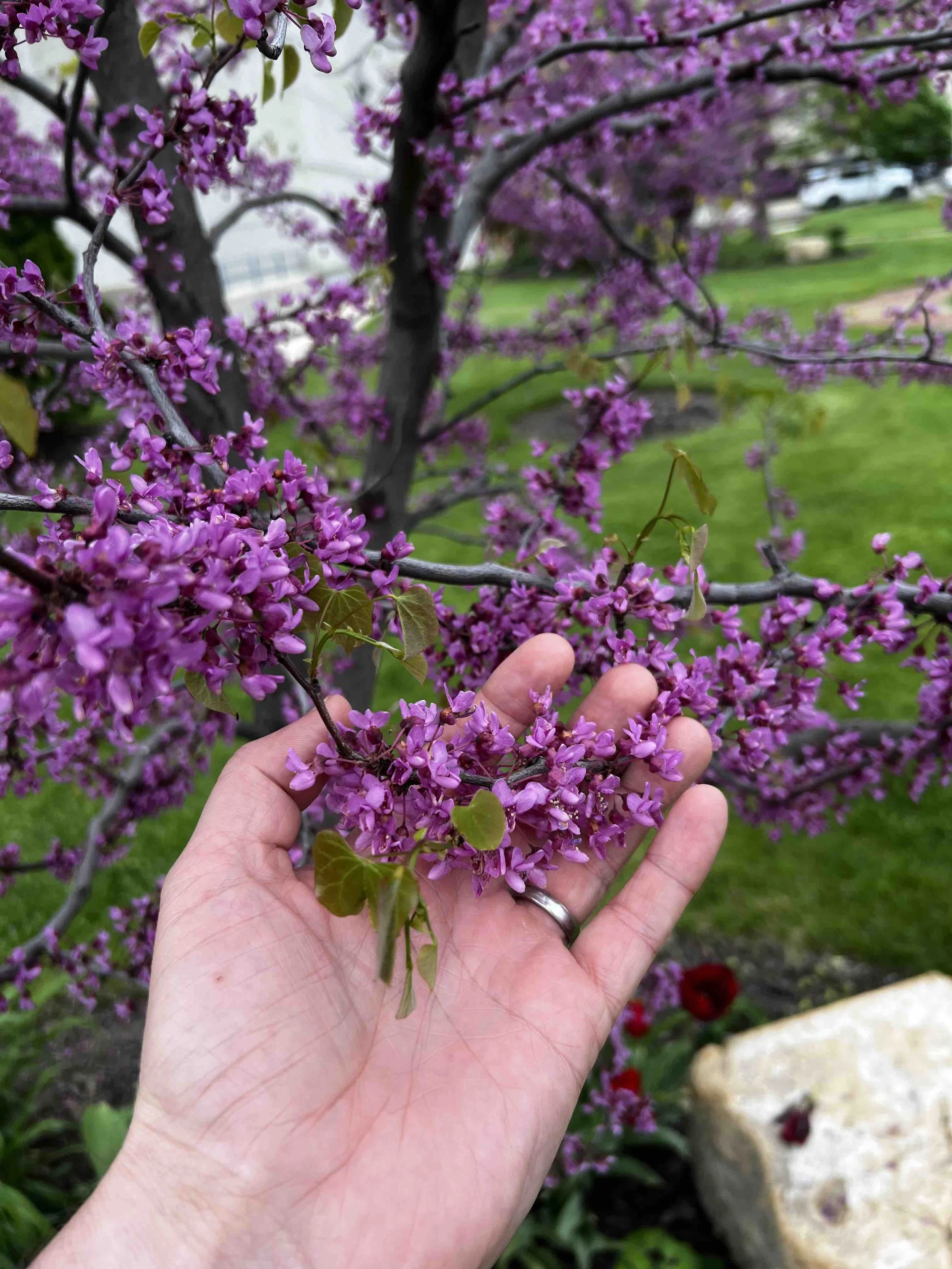 0048 - redbud blossoms