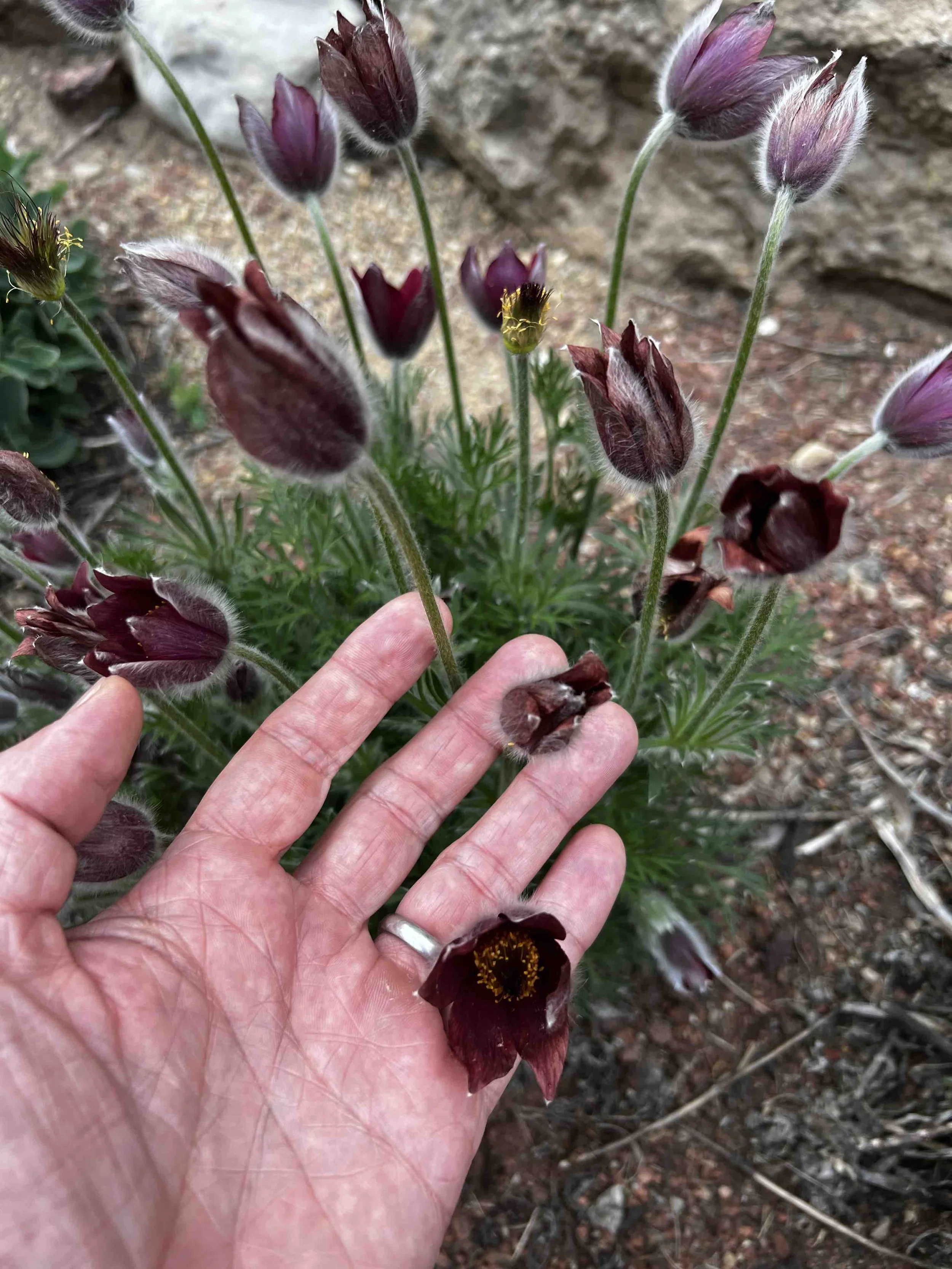 0049 - deep red hellebores