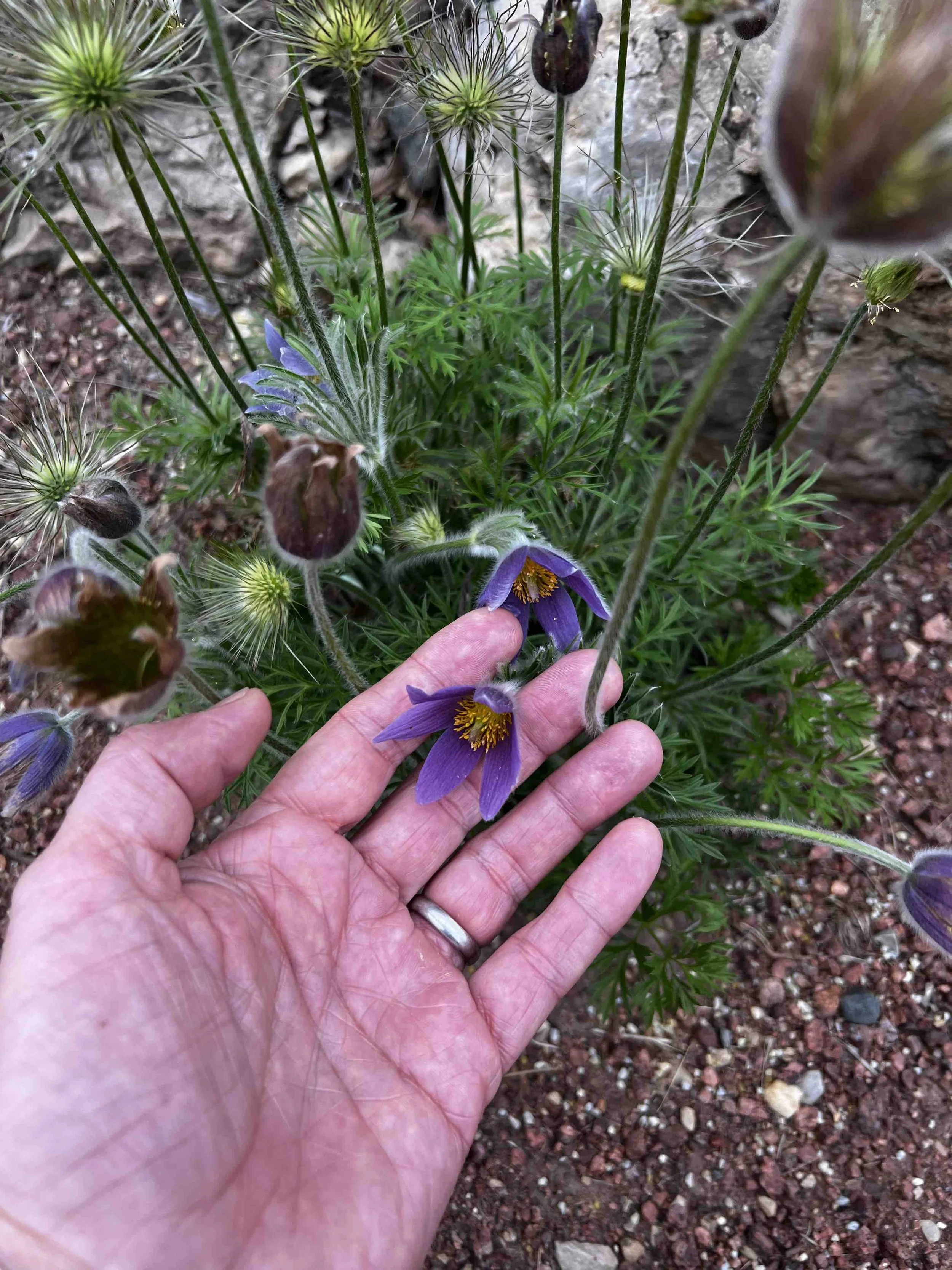 0050 - blue hellebores
