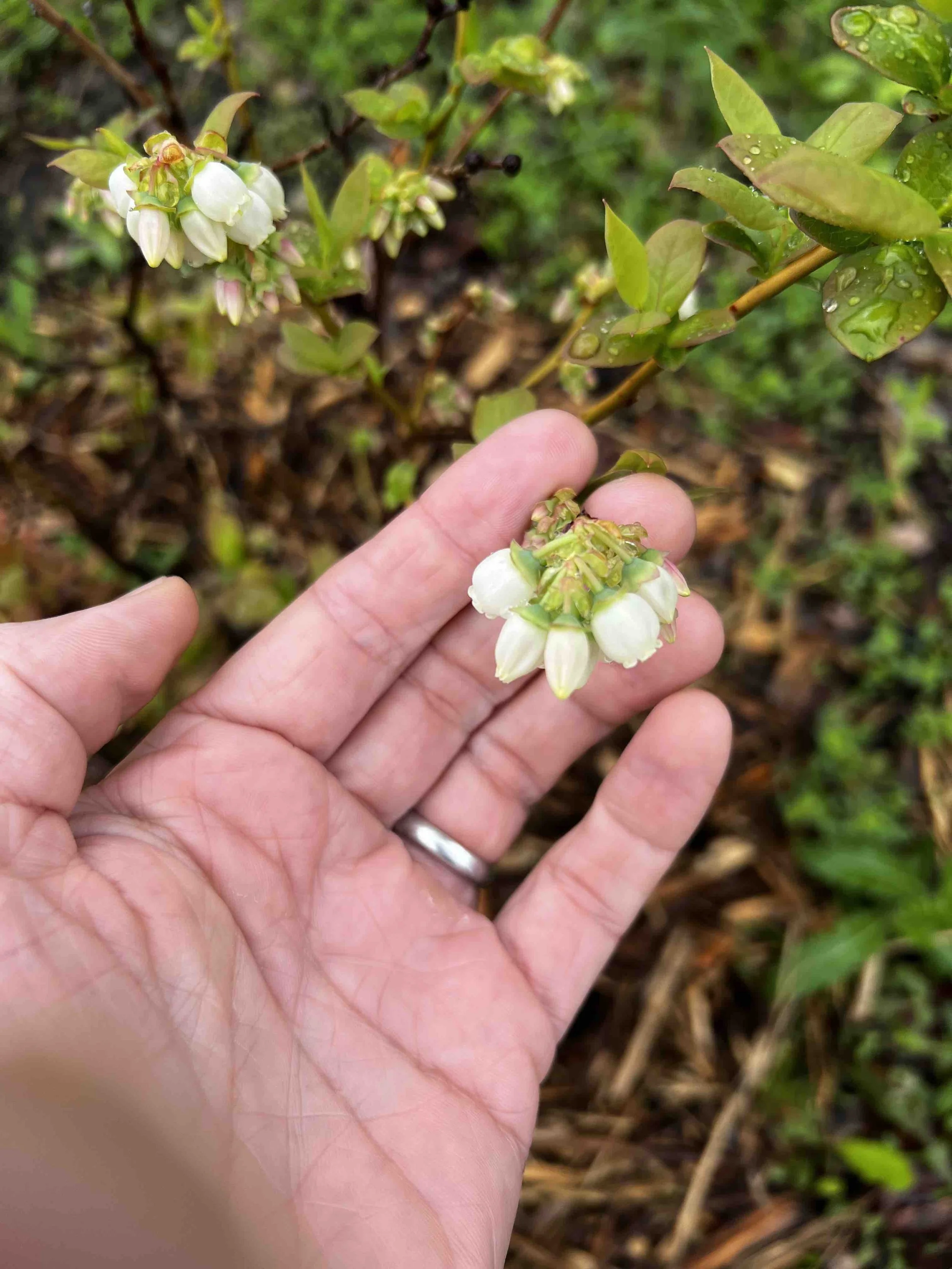 0053 - blueberry blossoms