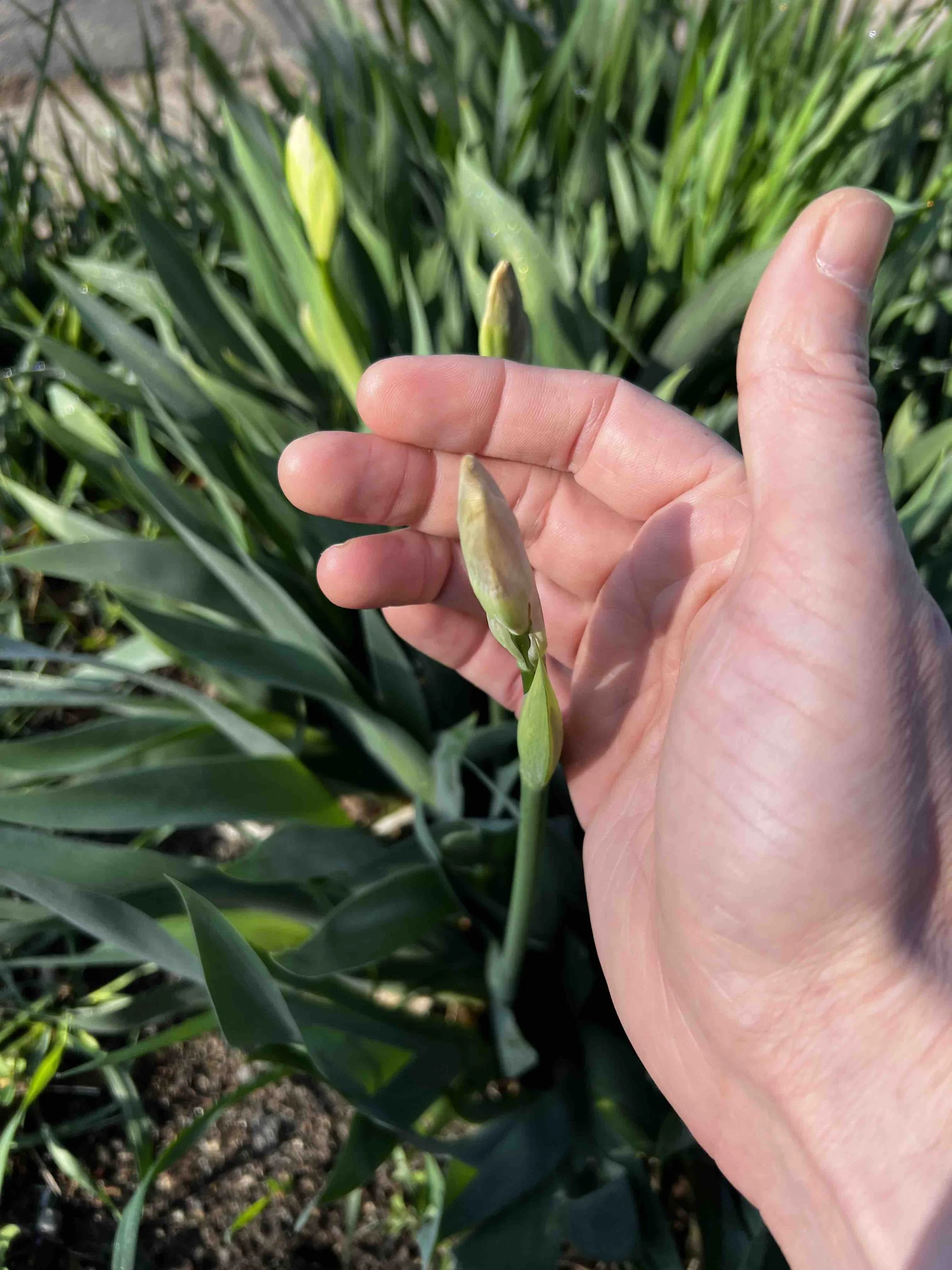 0058 - dewy iris bud