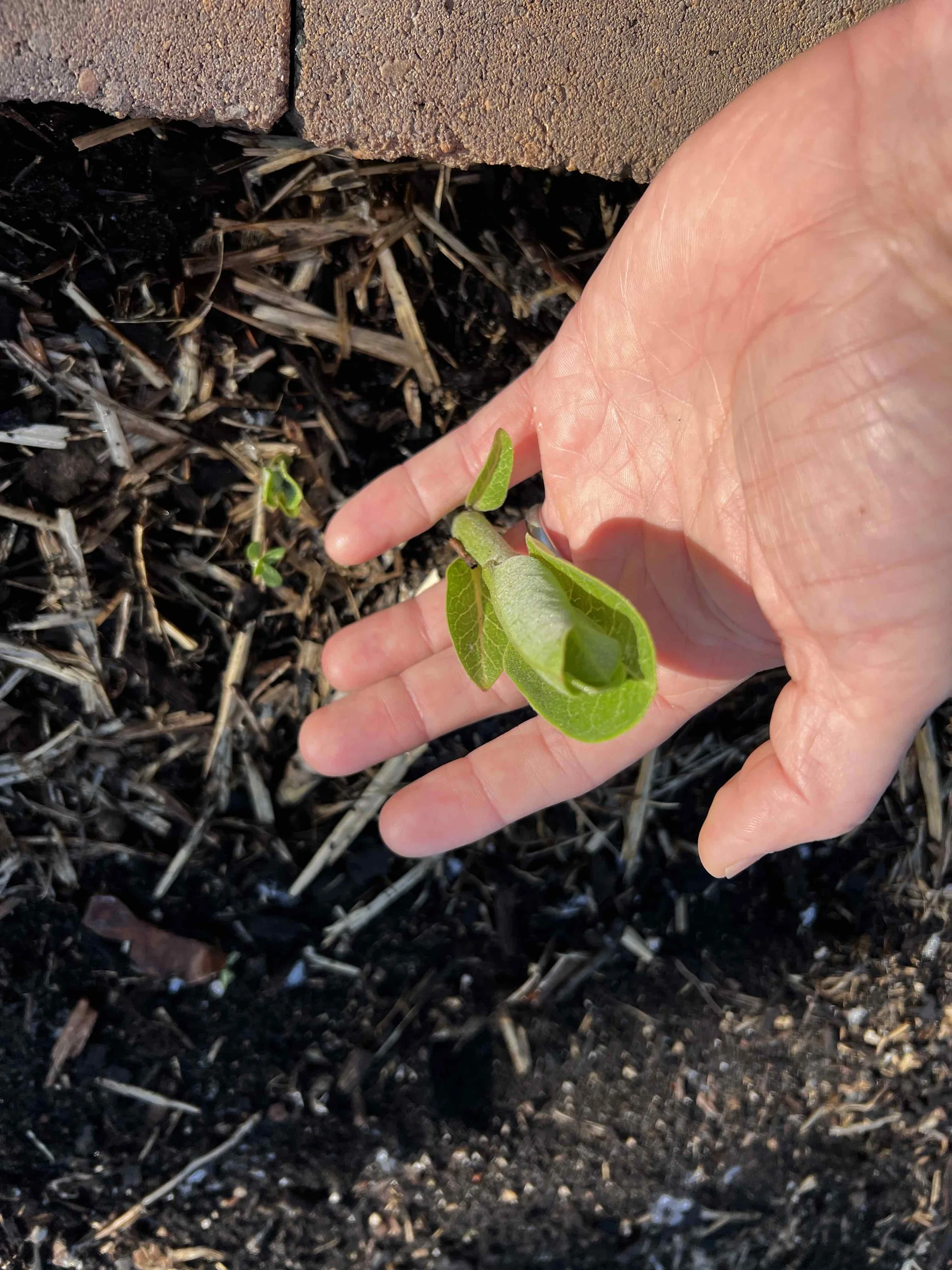 0060 - baby milkweed