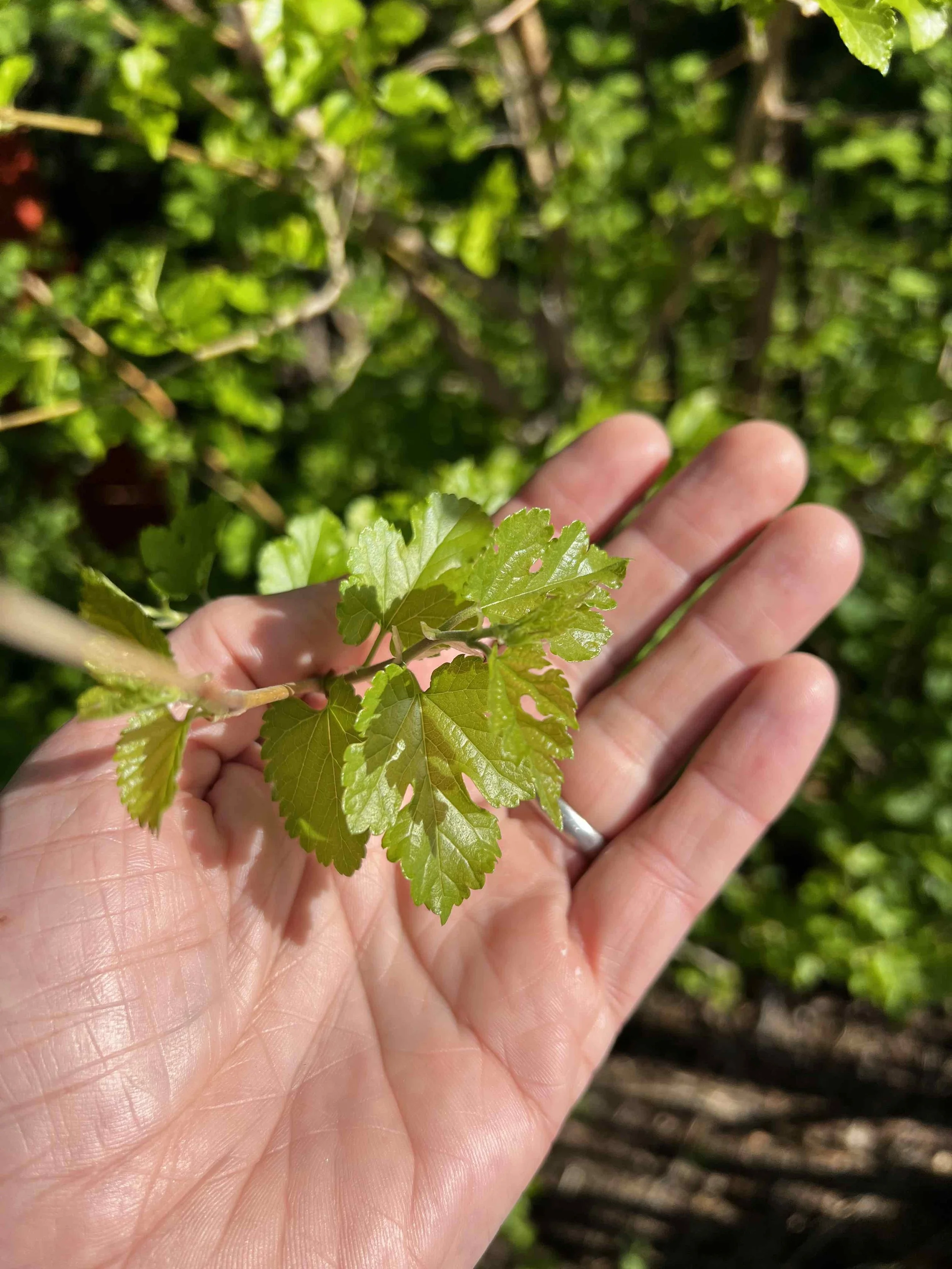 0063 - baby mulberry leaves