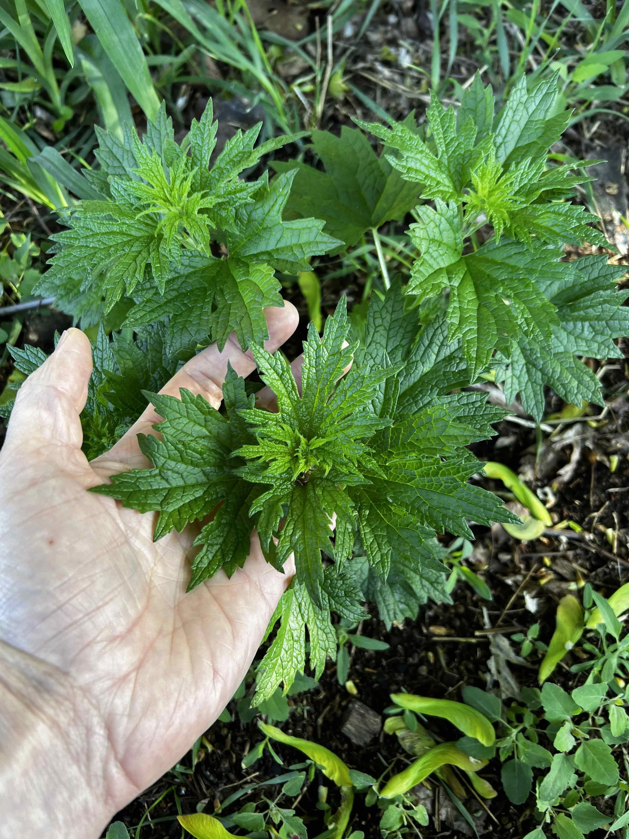 0064 - fresh nettles