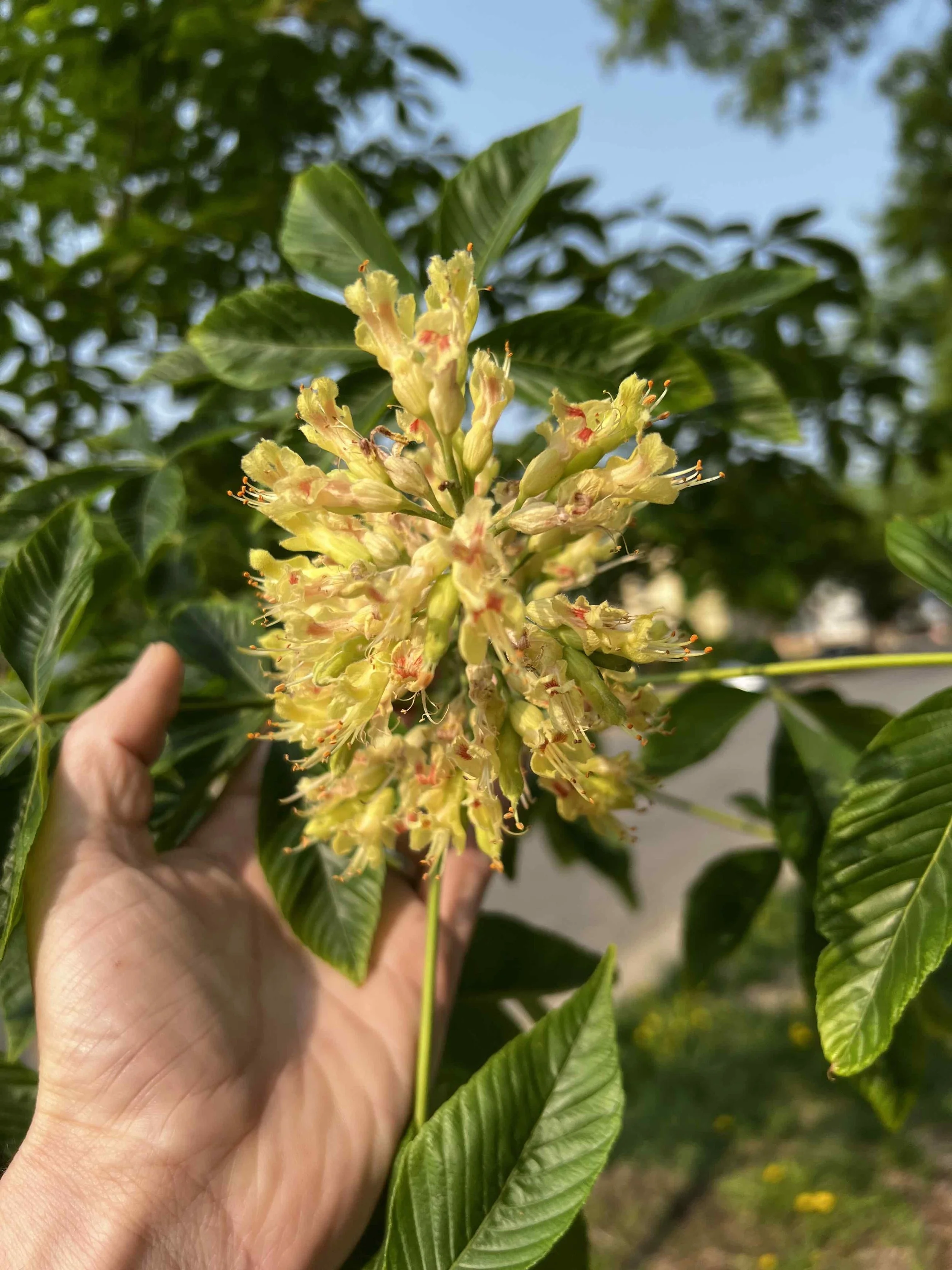 0071 - chestnut blossoms