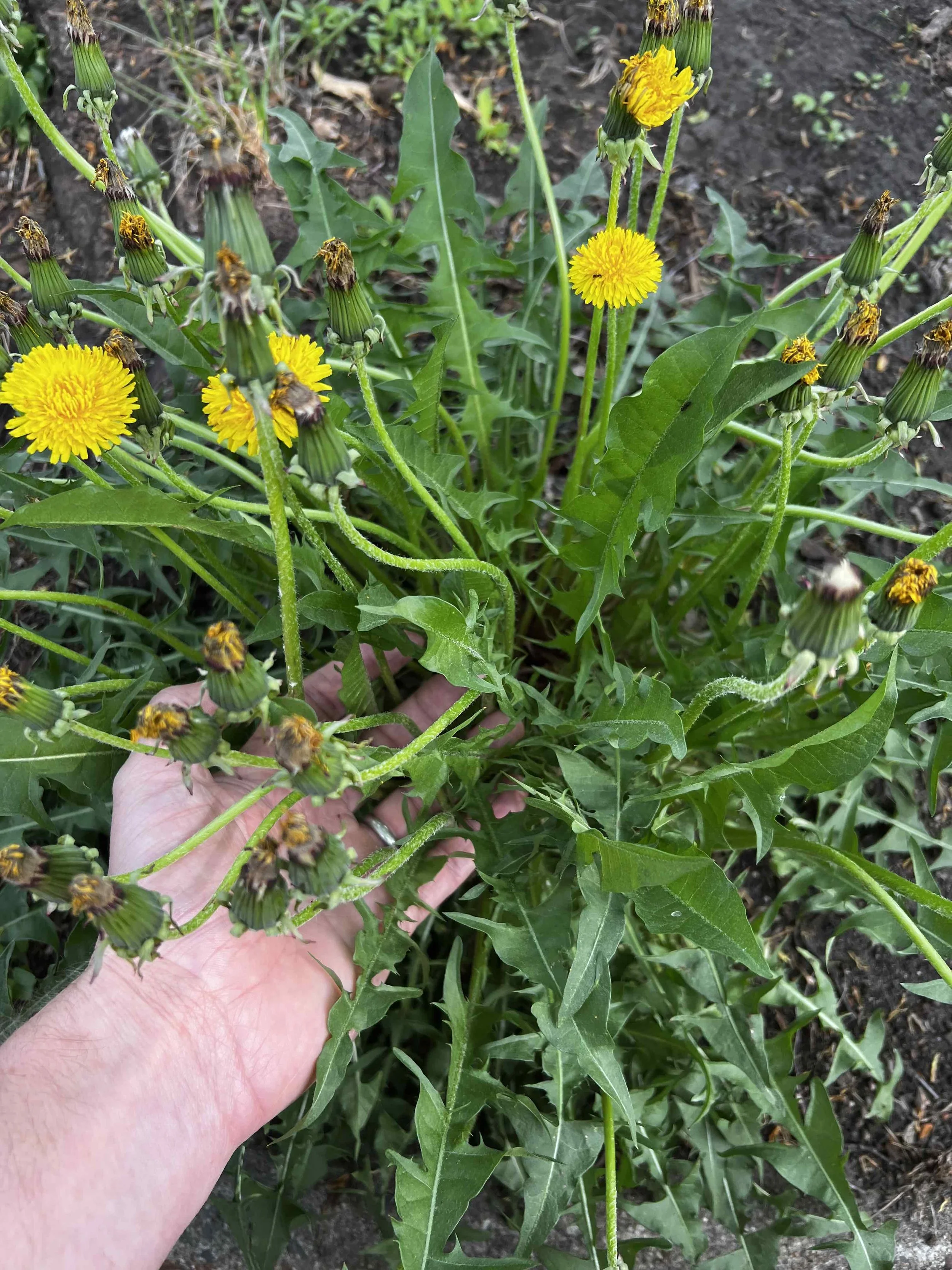 0072 - nice dandelion