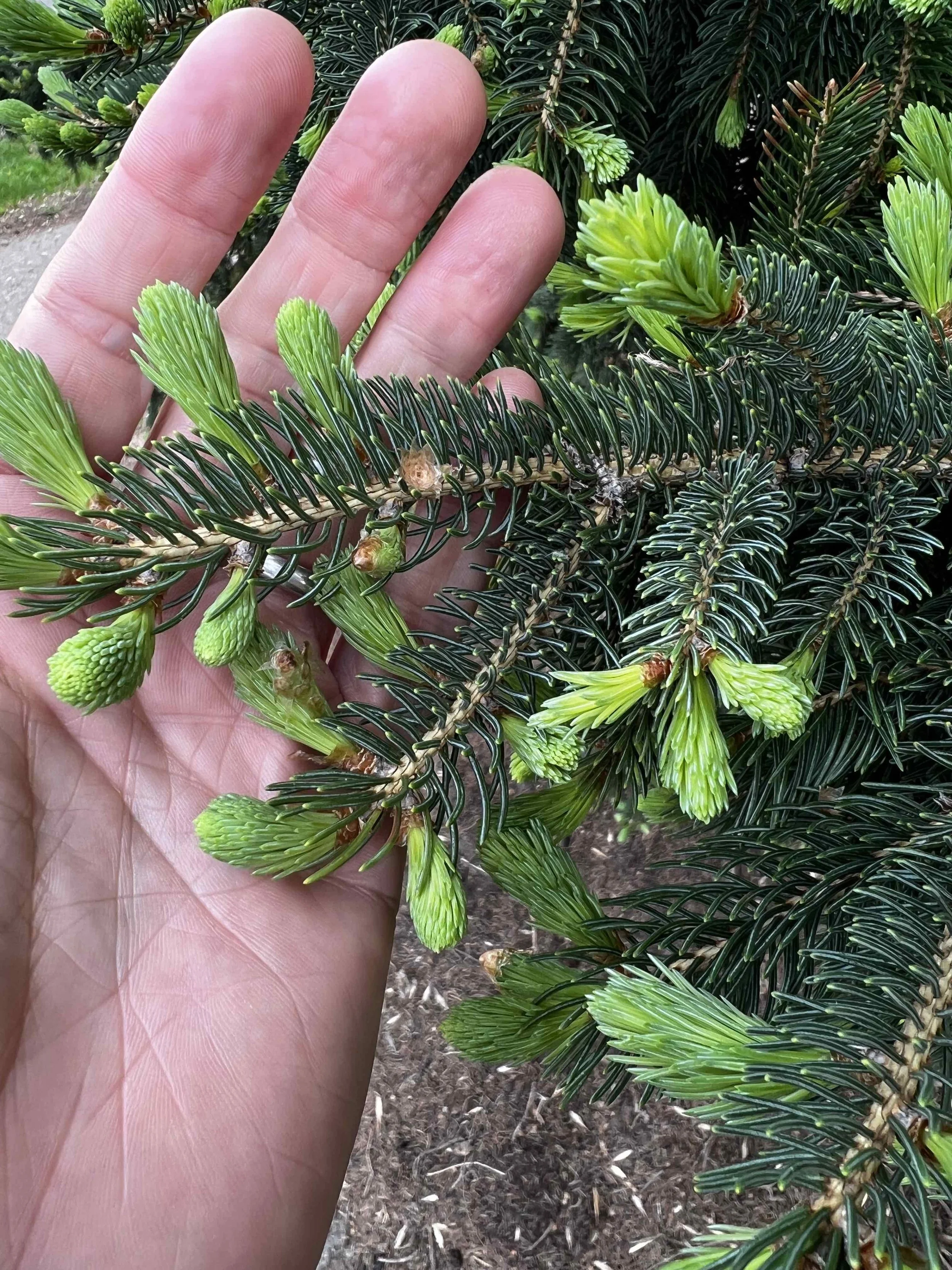 0075 - fresh fir tips