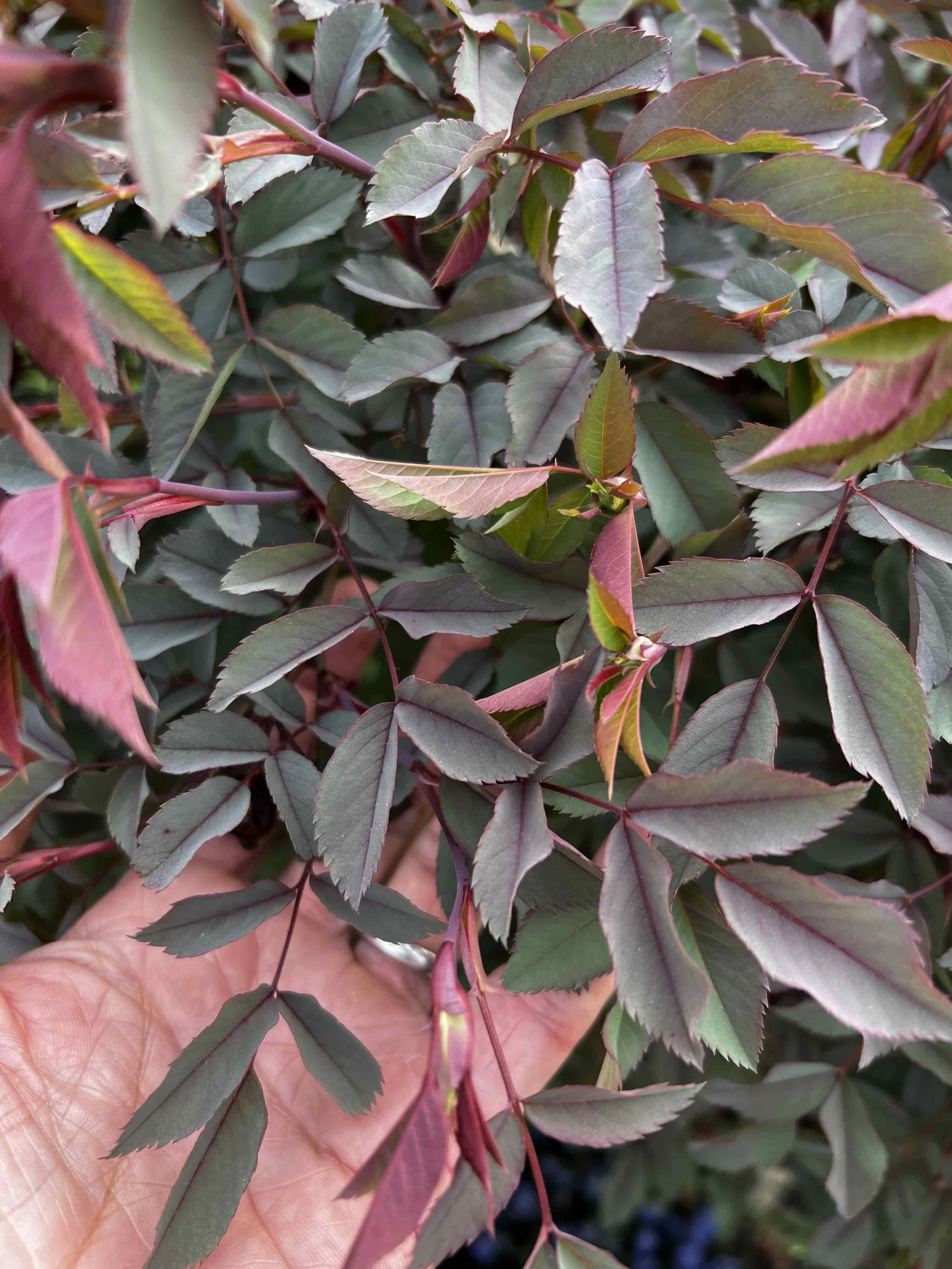 0079 - fresh rose leaves