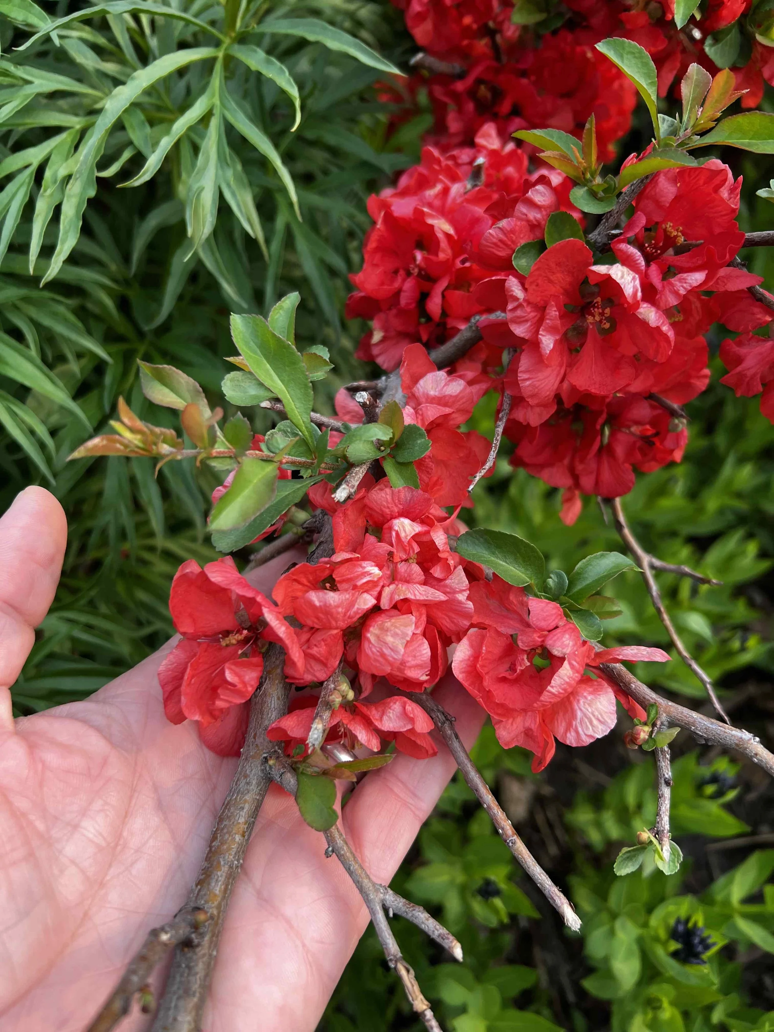 0080 - quince blossoms?