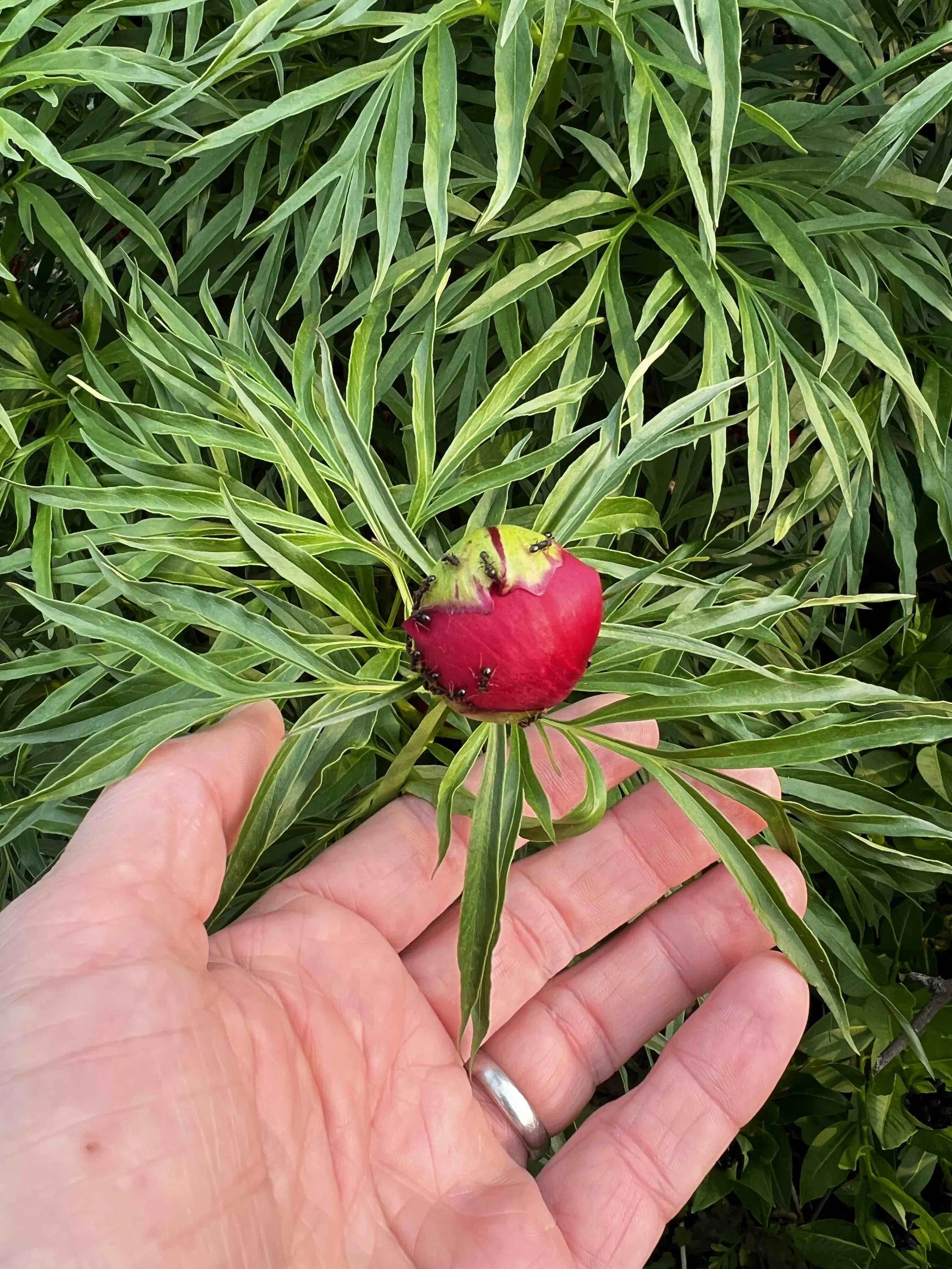 0081 - peony and her ants