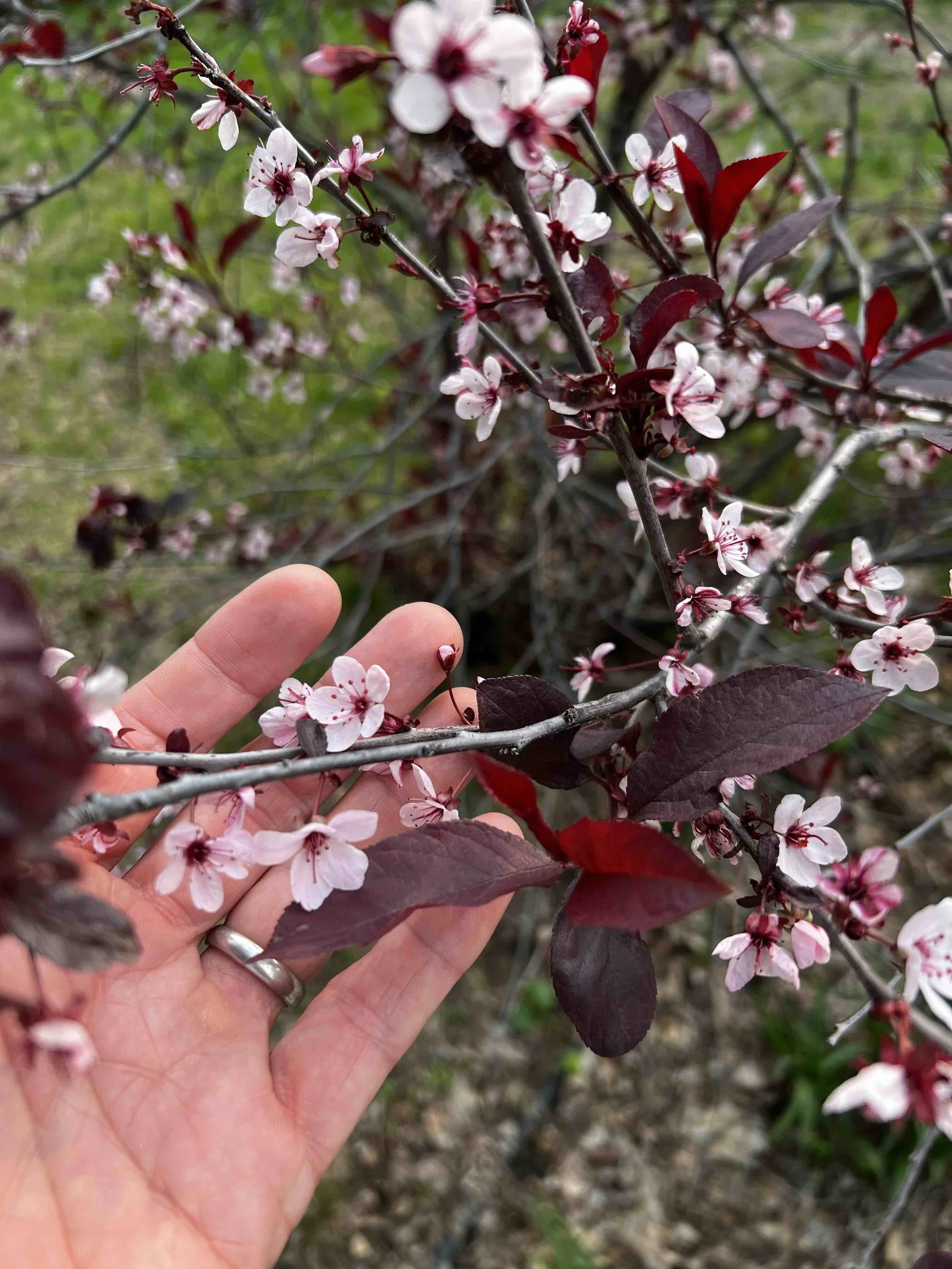 0083 - delicate plum blossoms